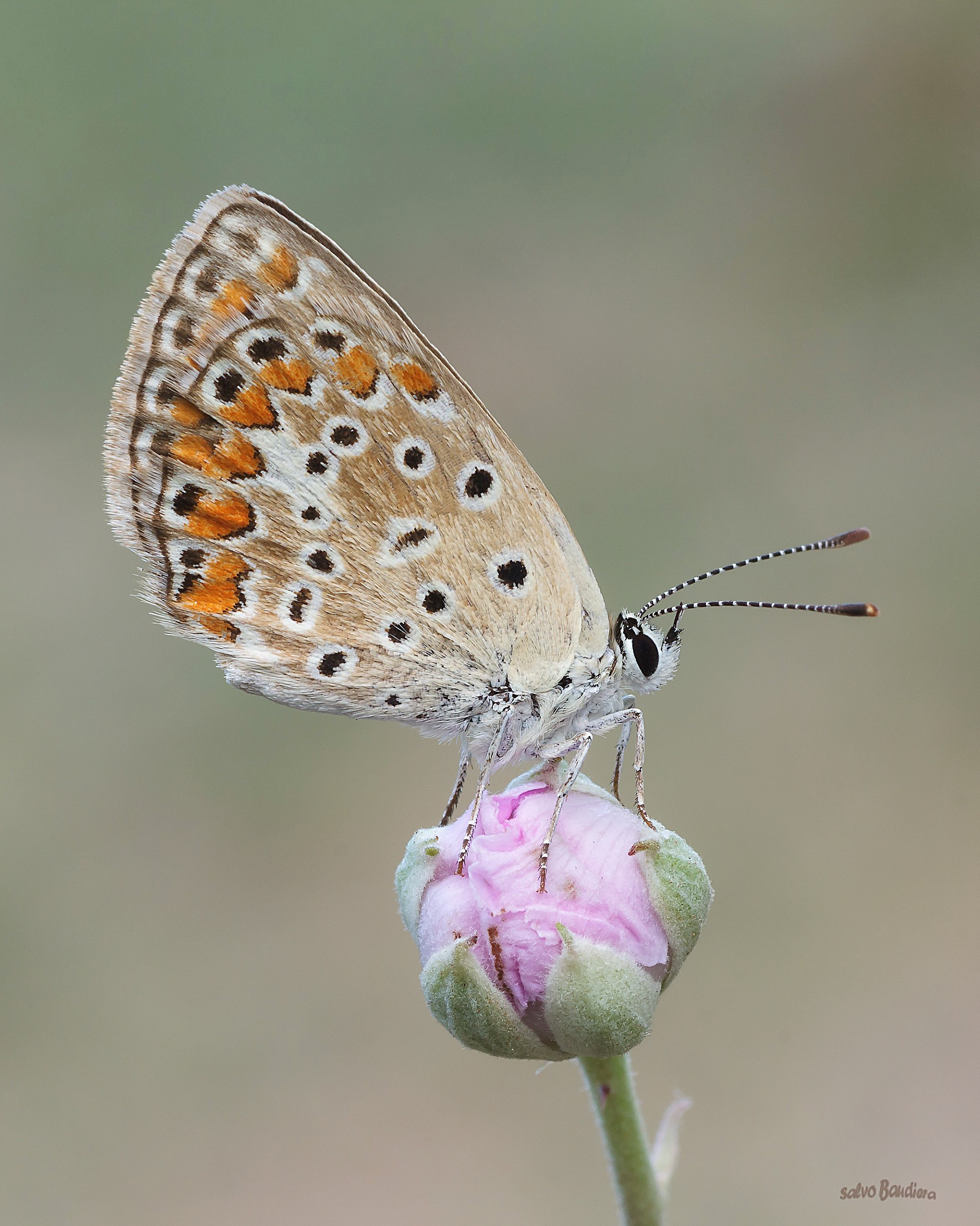Polyommatus icarus...