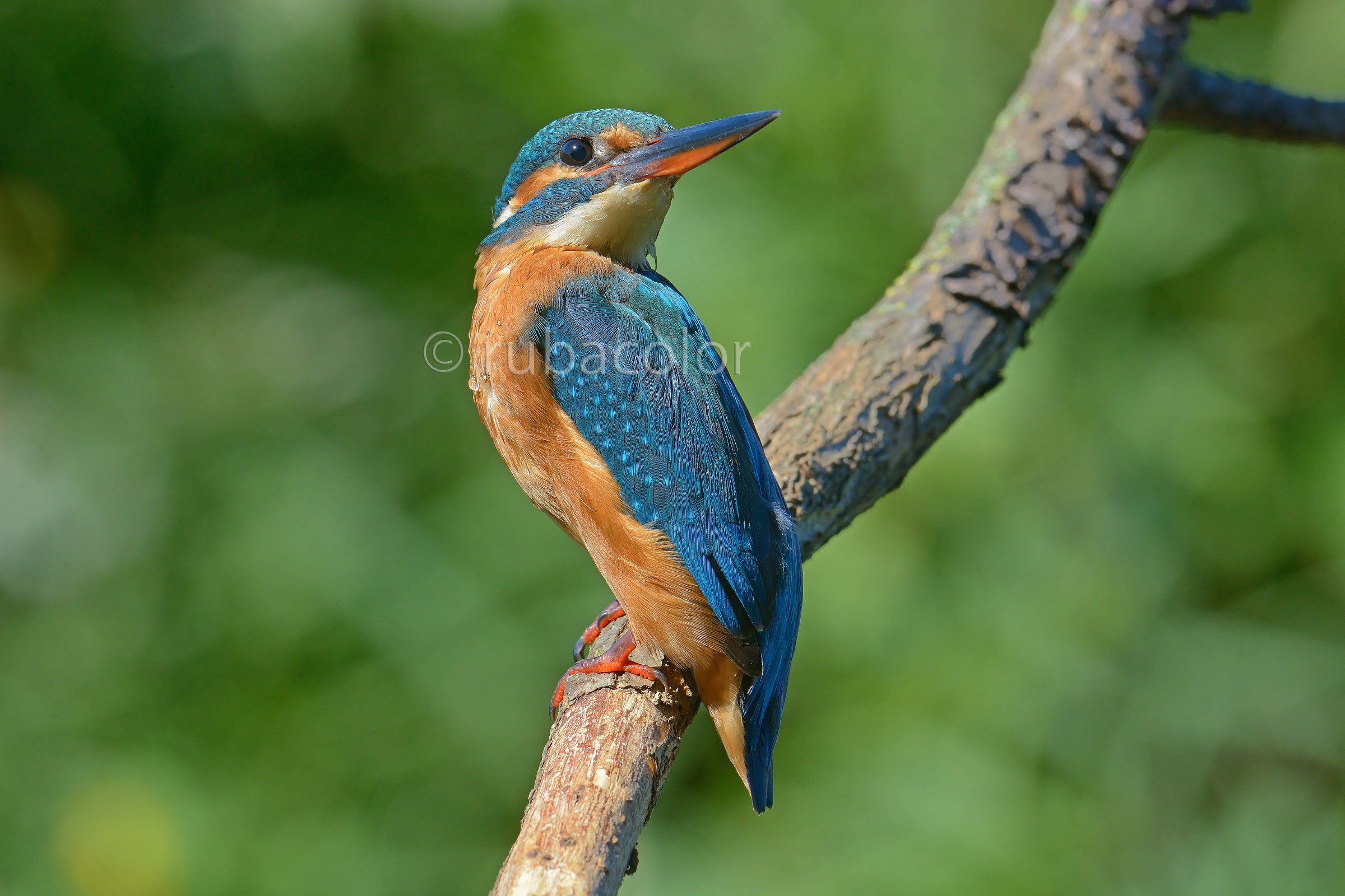 Una posa da modella martina