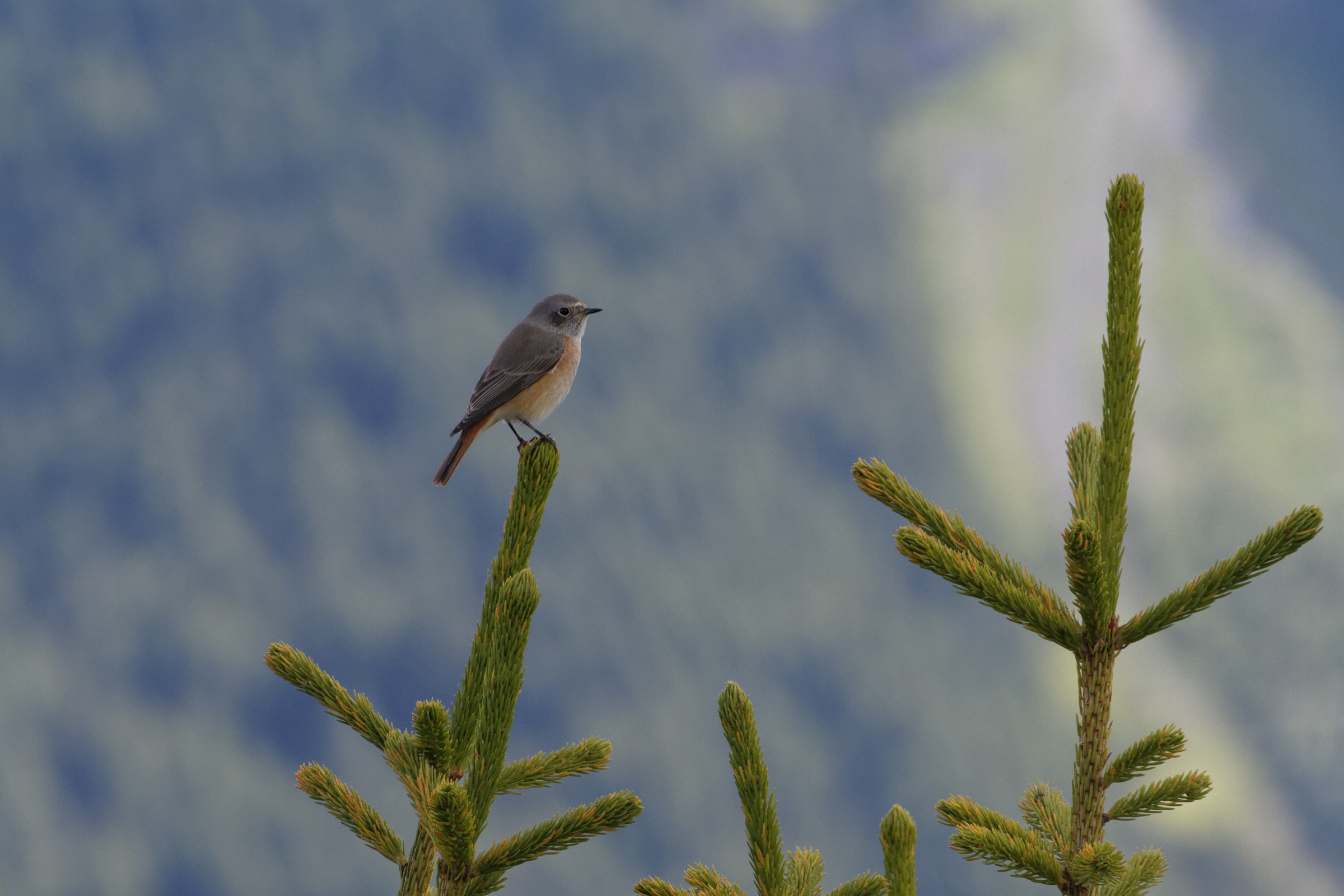 In bilico su un ramo... più da vicino