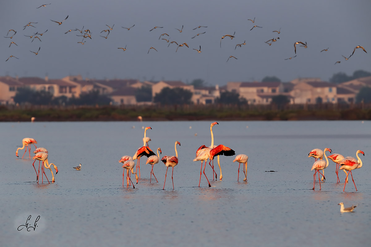 Pond with flamingos and seagulls