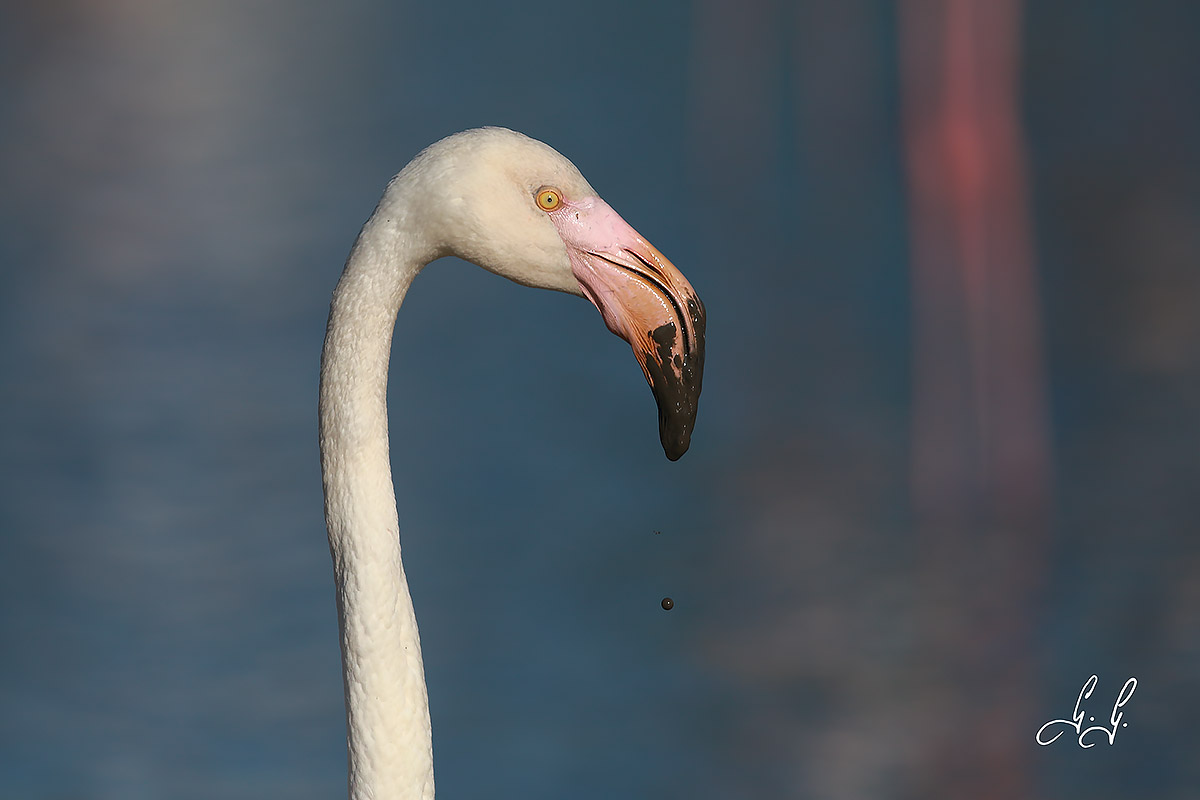 Portrait of a flamingo
