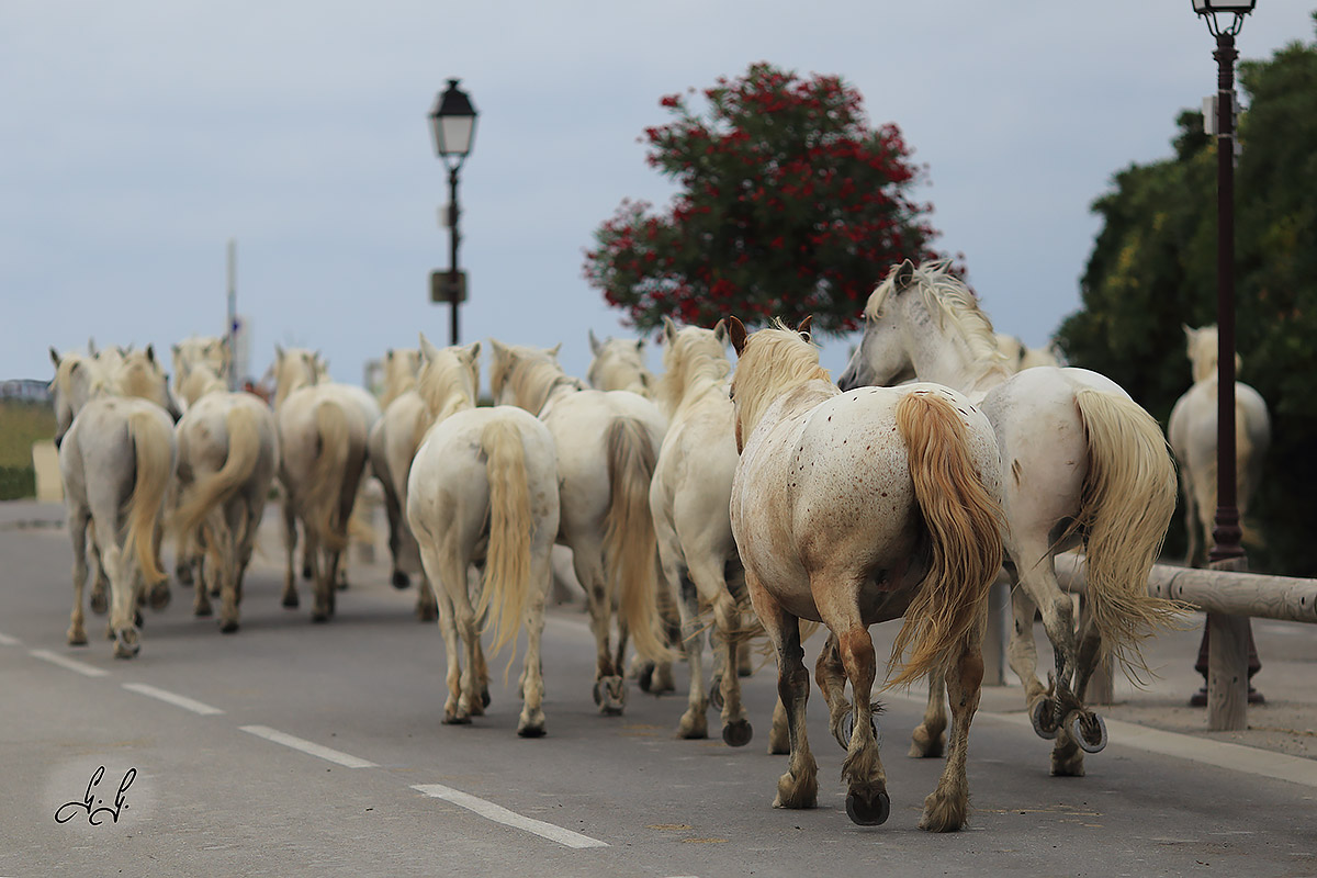 Horses in Saintes Maries de la Mer