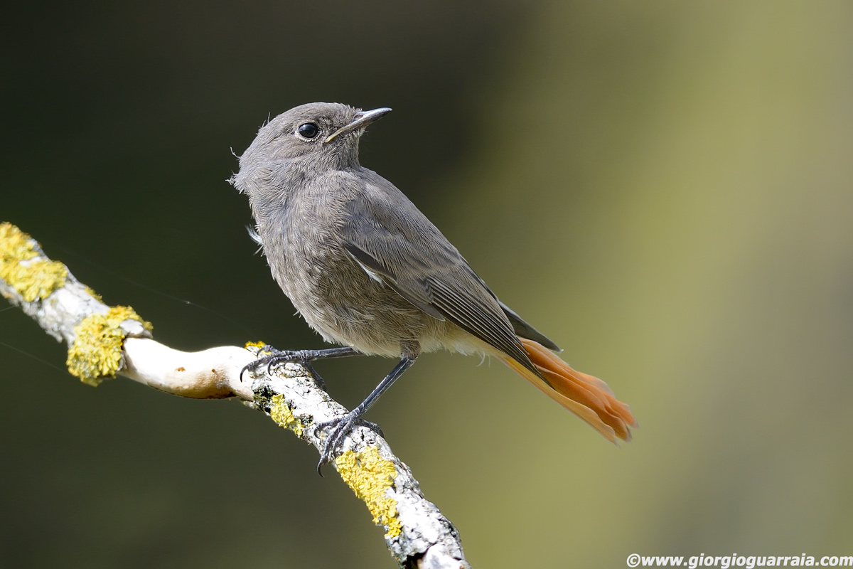 Black Redstart