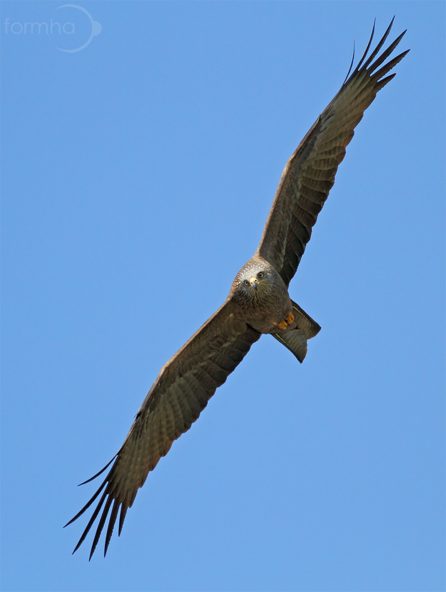 Nel regno del Nibbio
