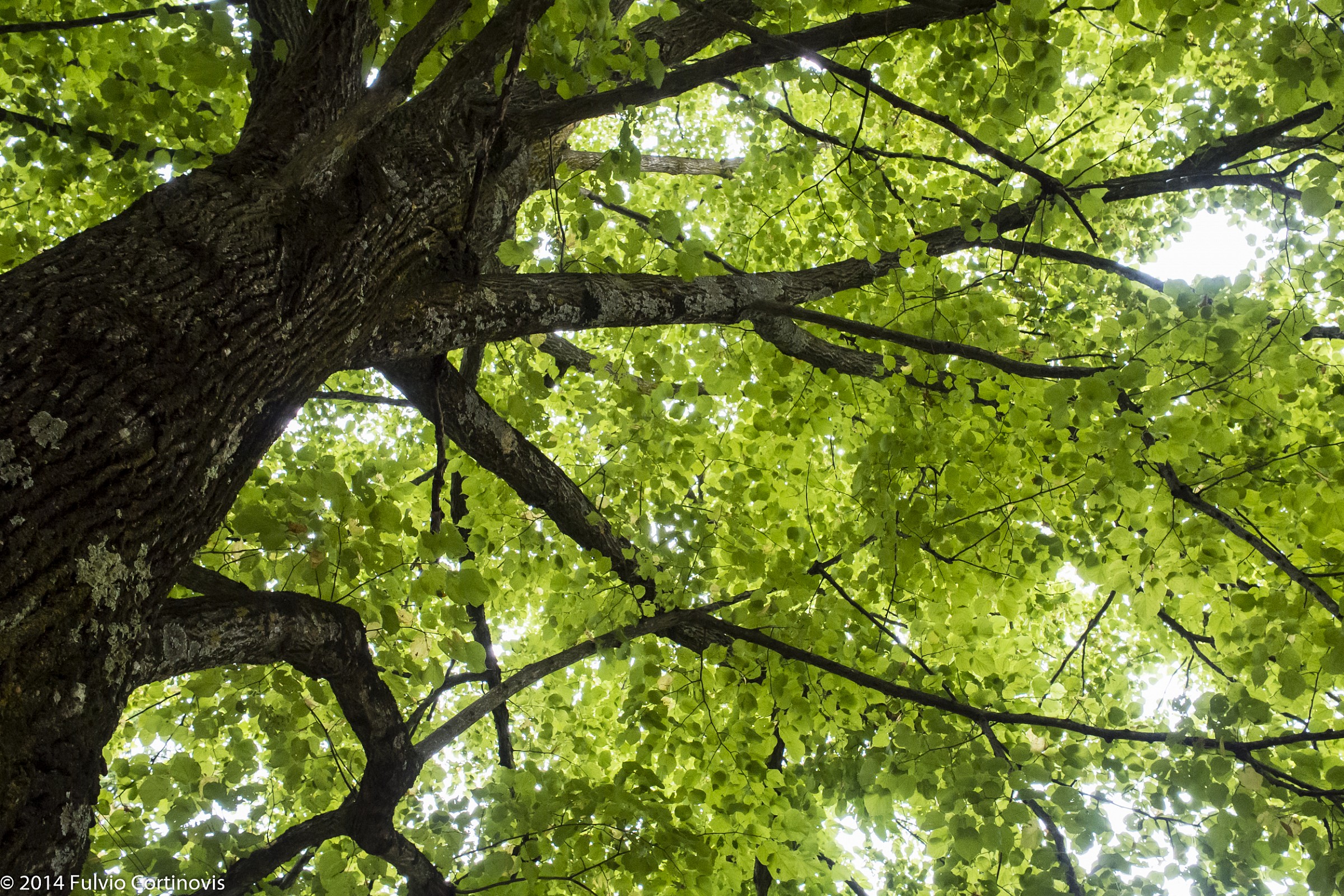 Santuario di Rezzo - 1