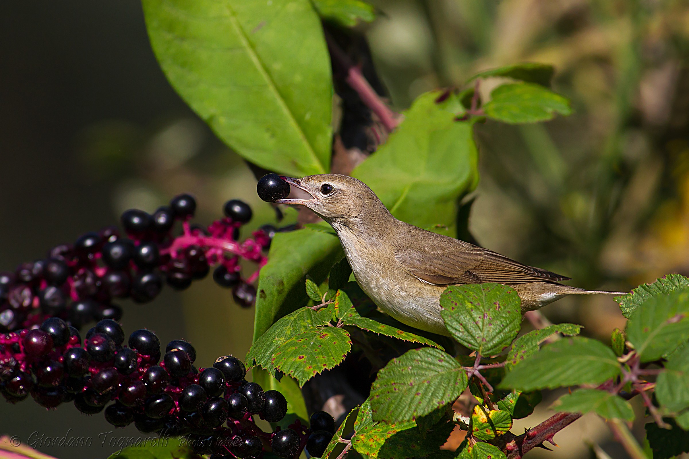 Garden Warbler (Sylvia borin)