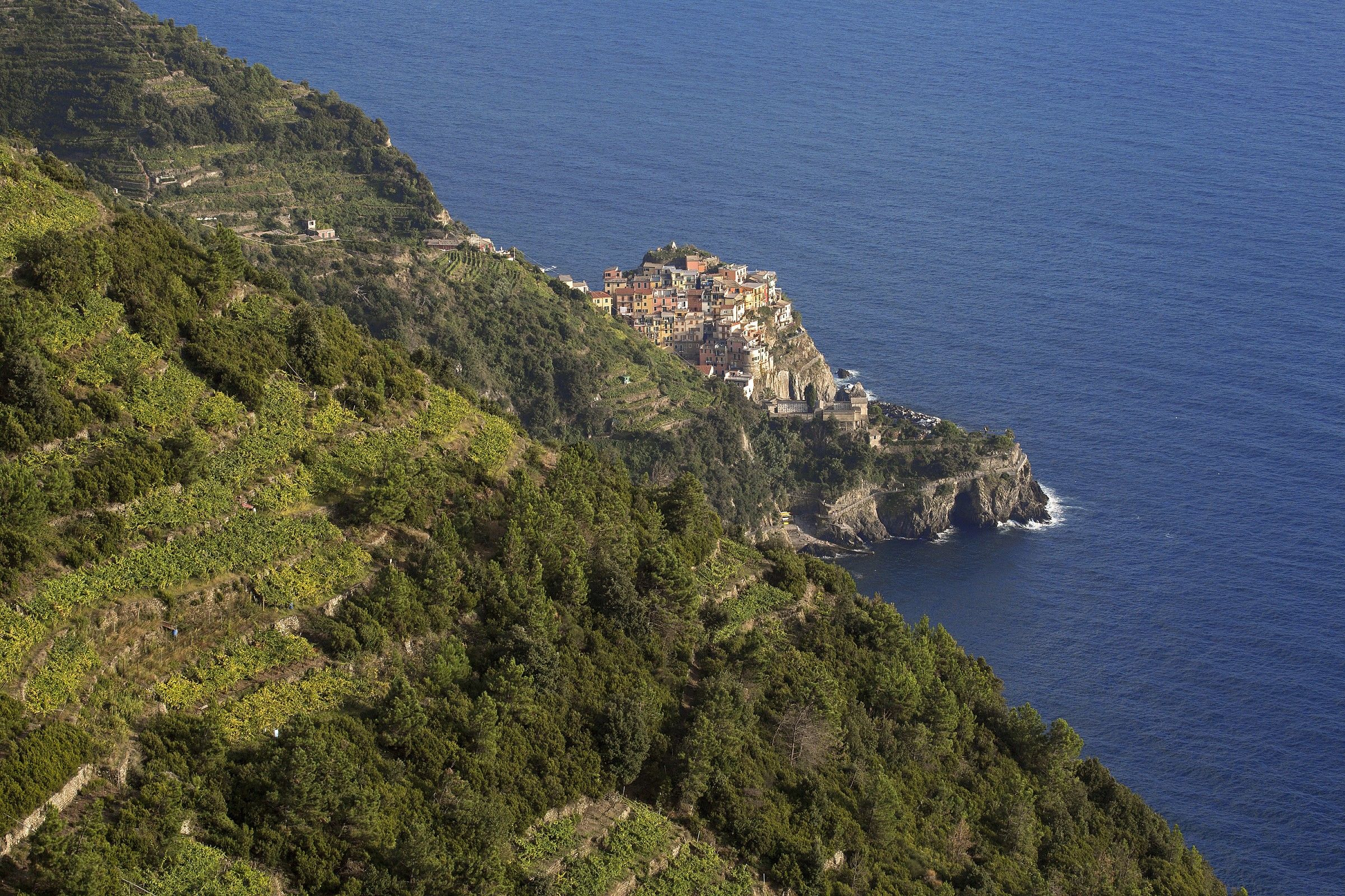 Vineyards in Manarola (L Spezia)