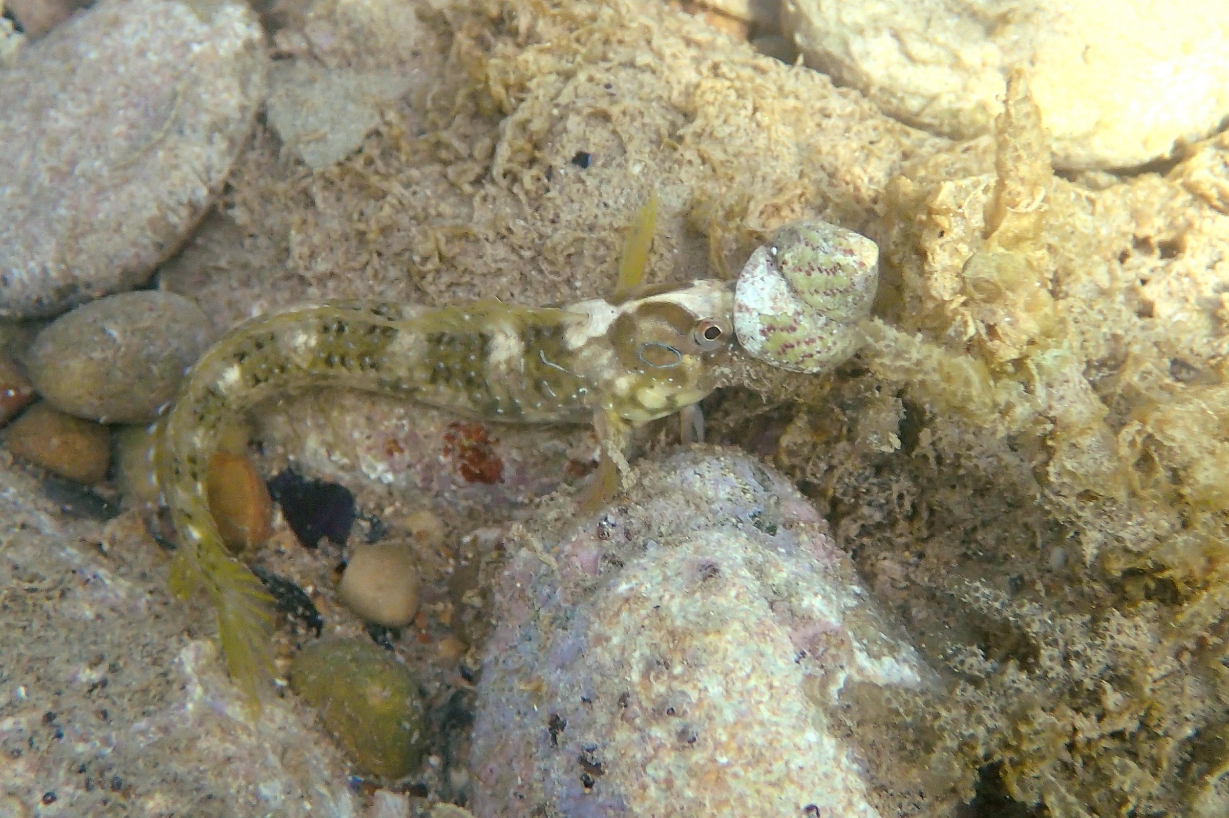 peacock blenny (Salaria pavo) female