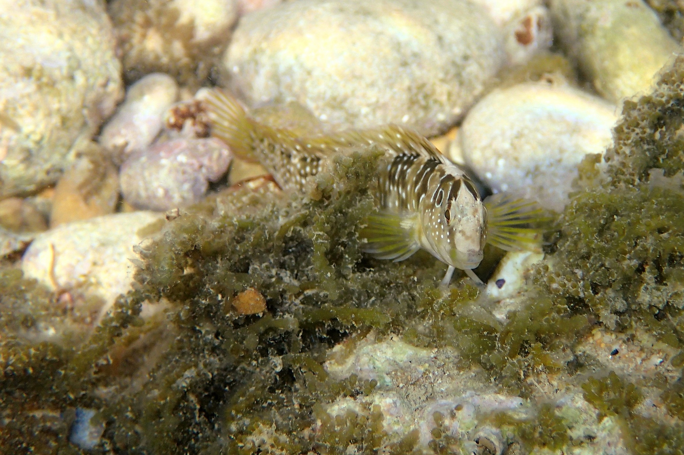 peacock blenny (Salaria pavo) female