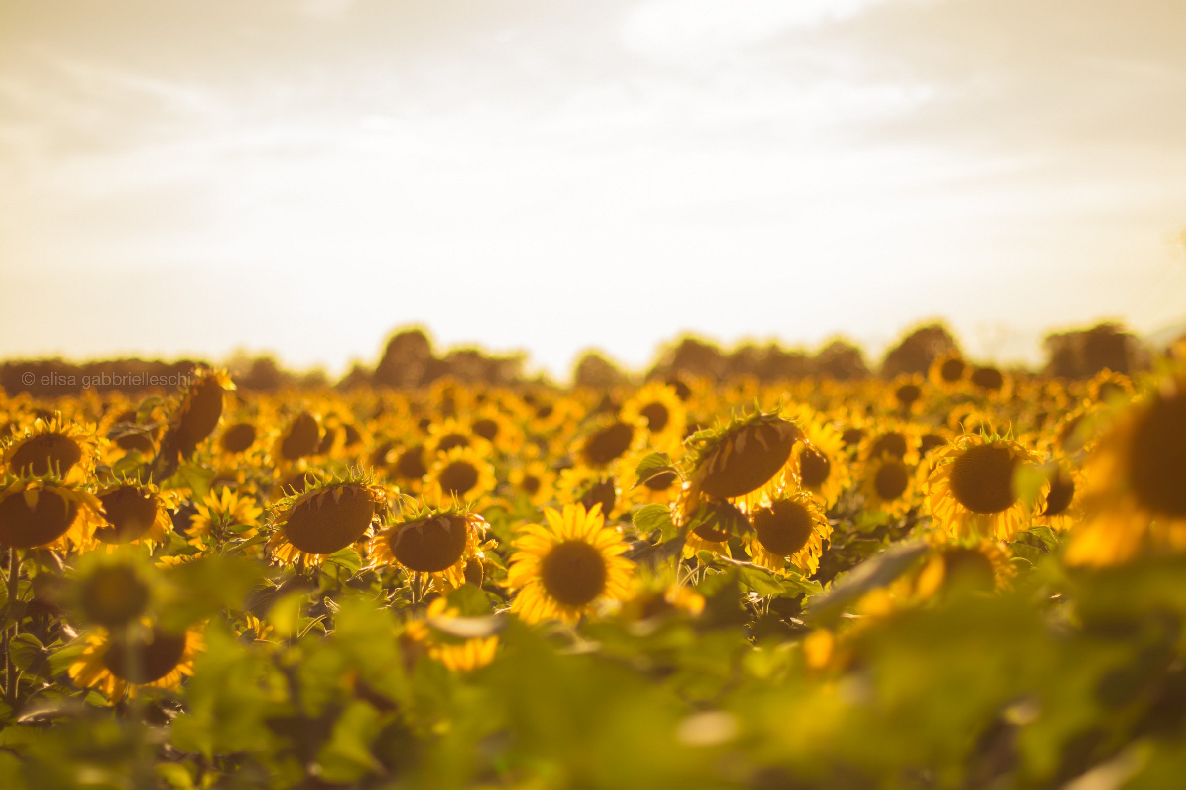 Sunflower - Girasole