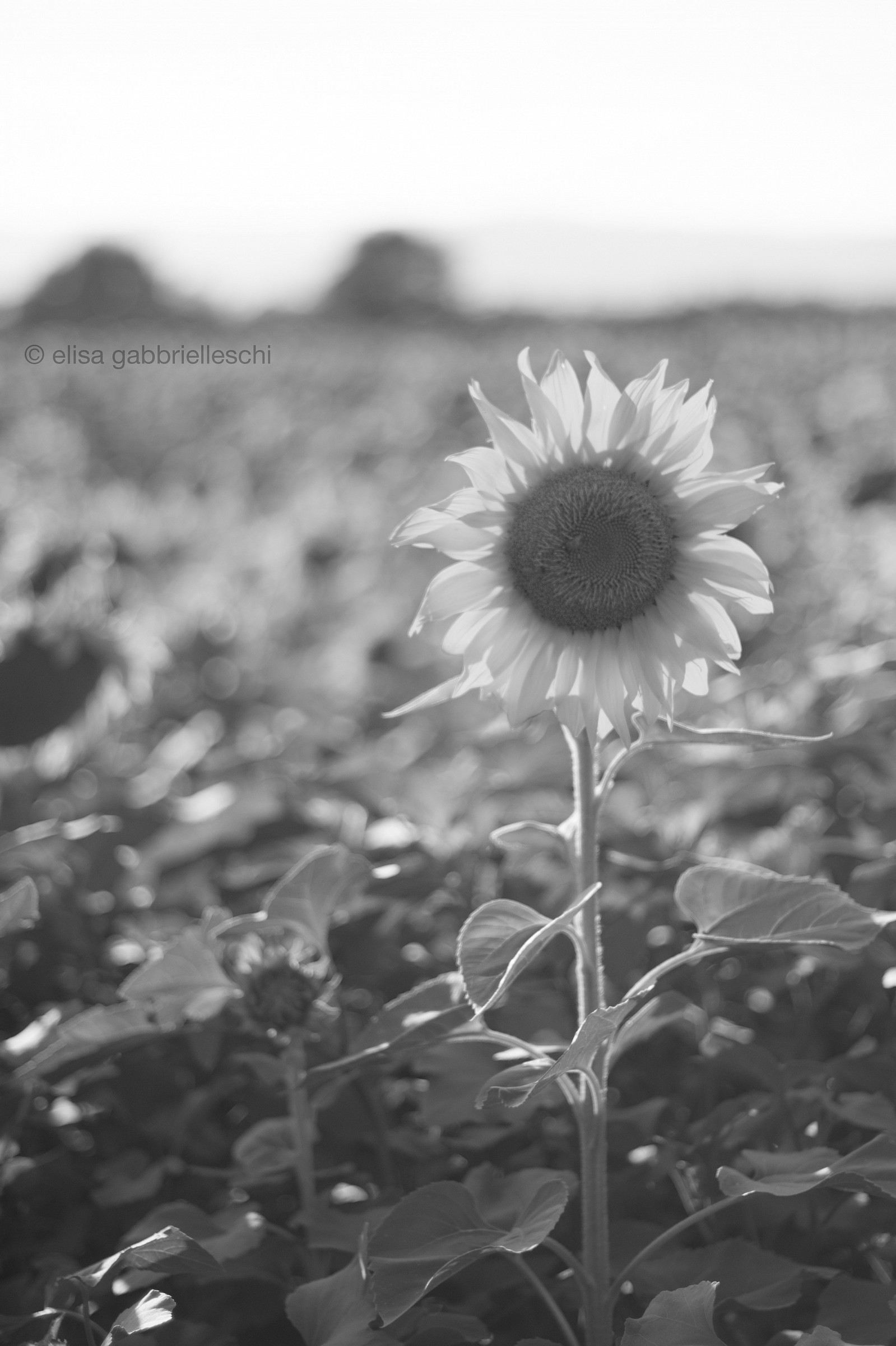 Sunflower - Girasole