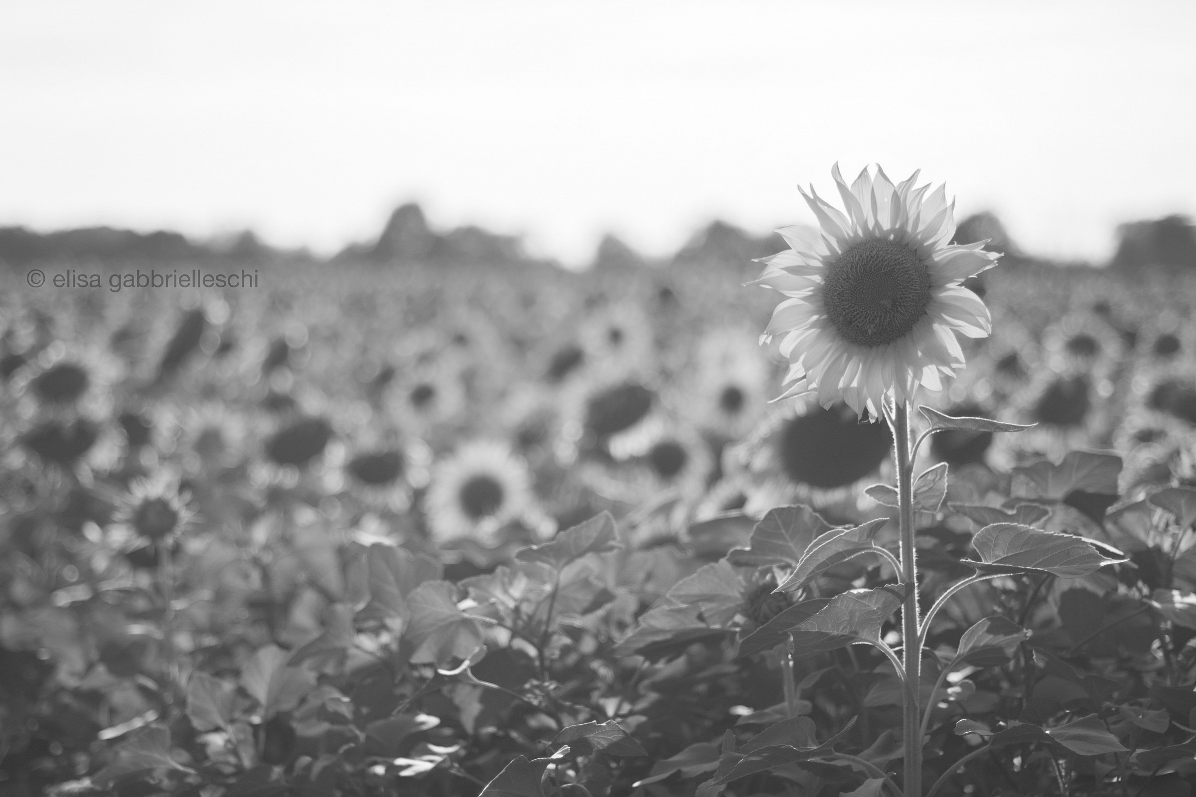 Sunflower - Girasole