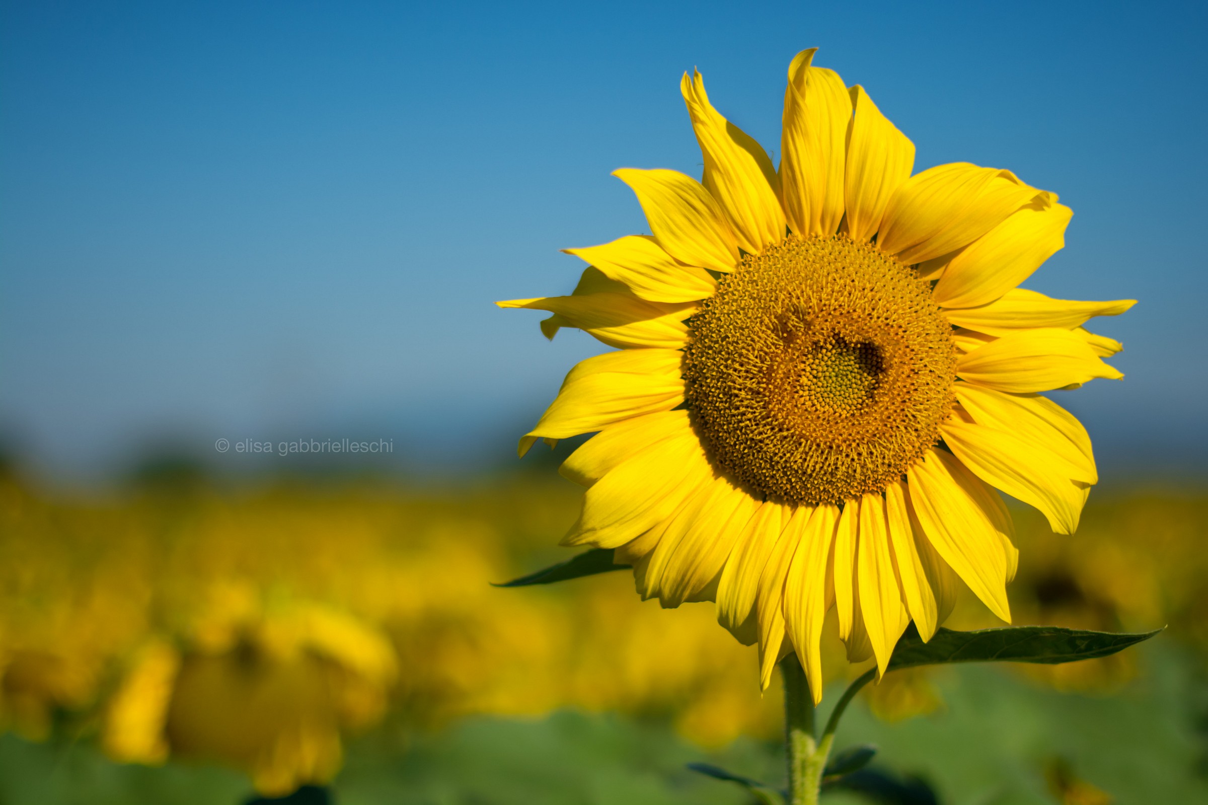 Sunflower - Girasole