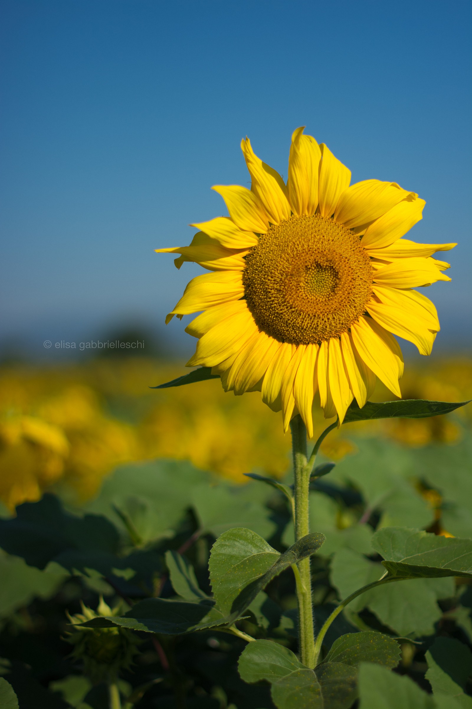 Sunflower - Girasole