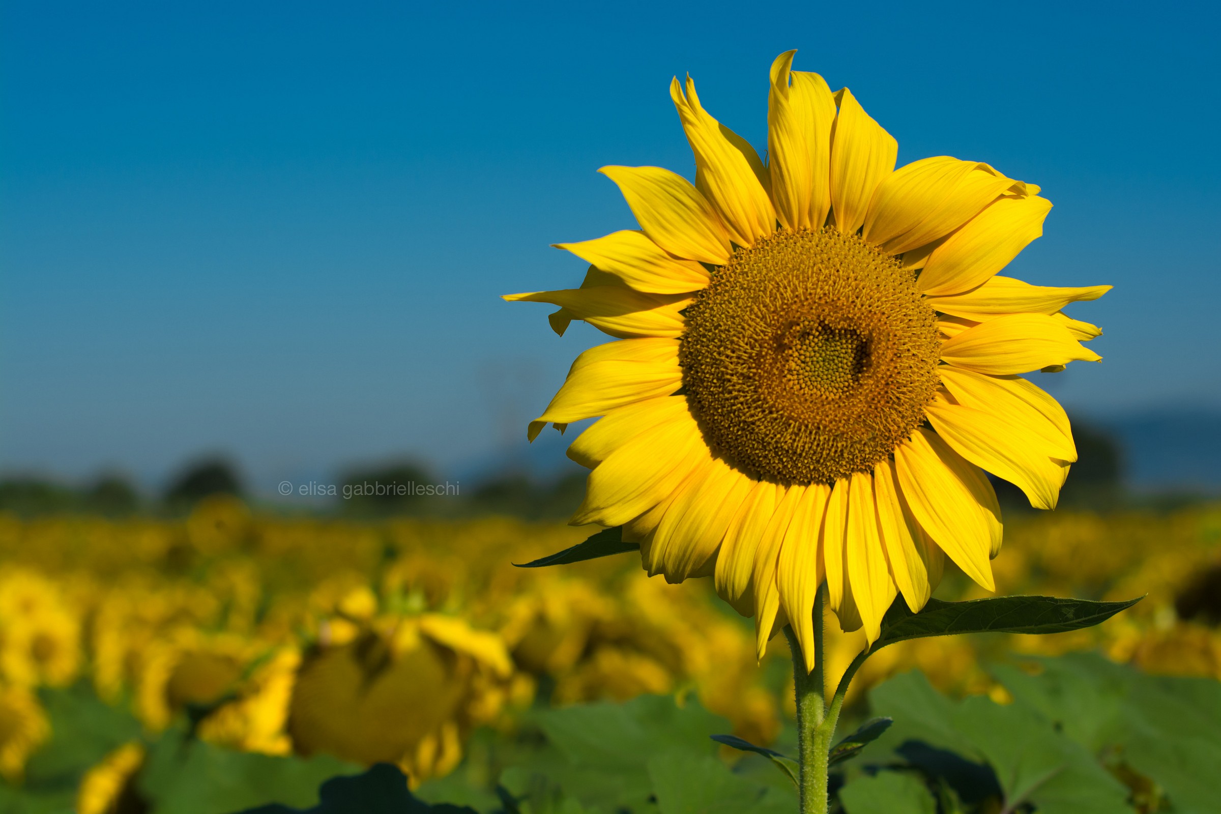 Sunflower - Girasole