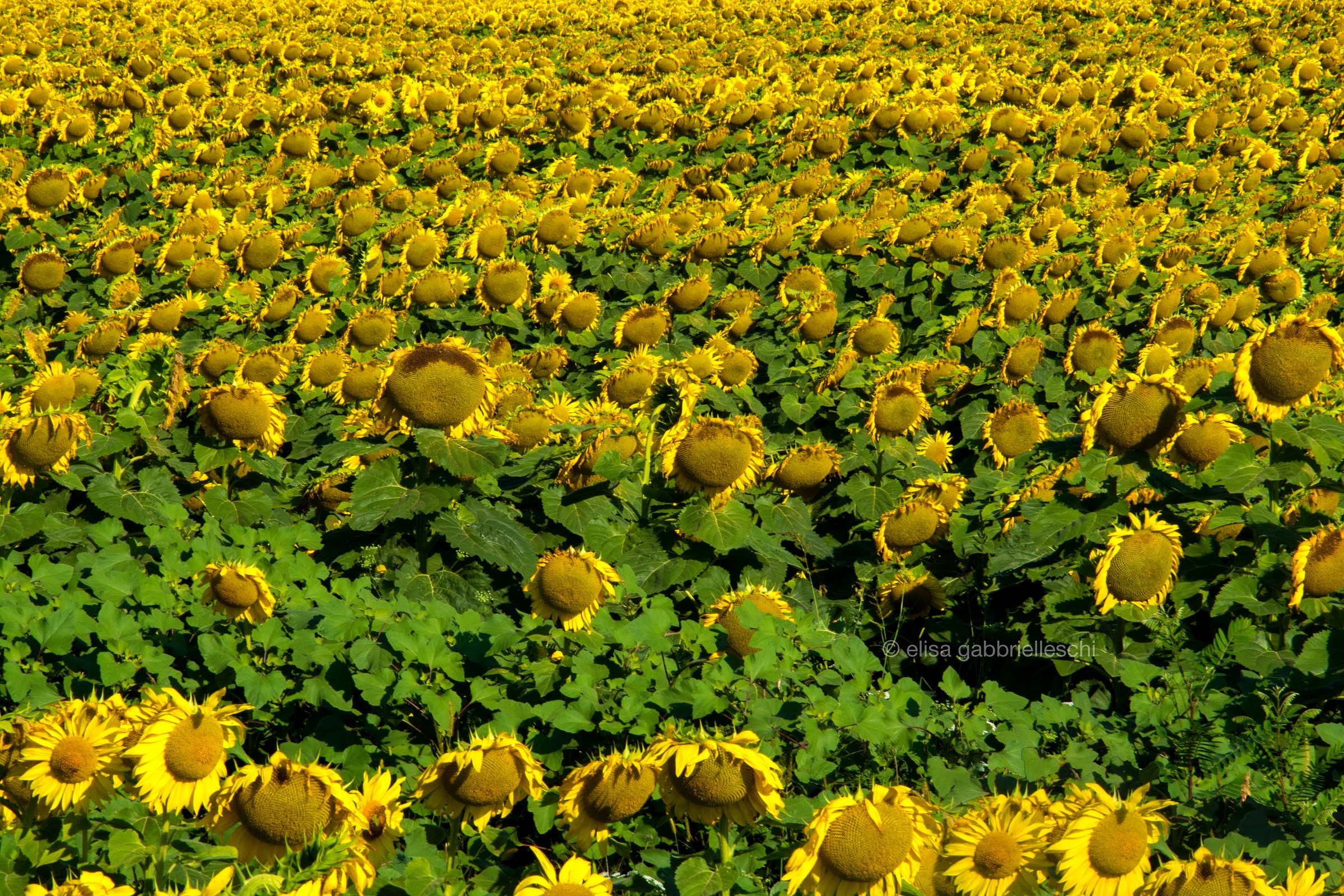 Sunflower - Girasole
