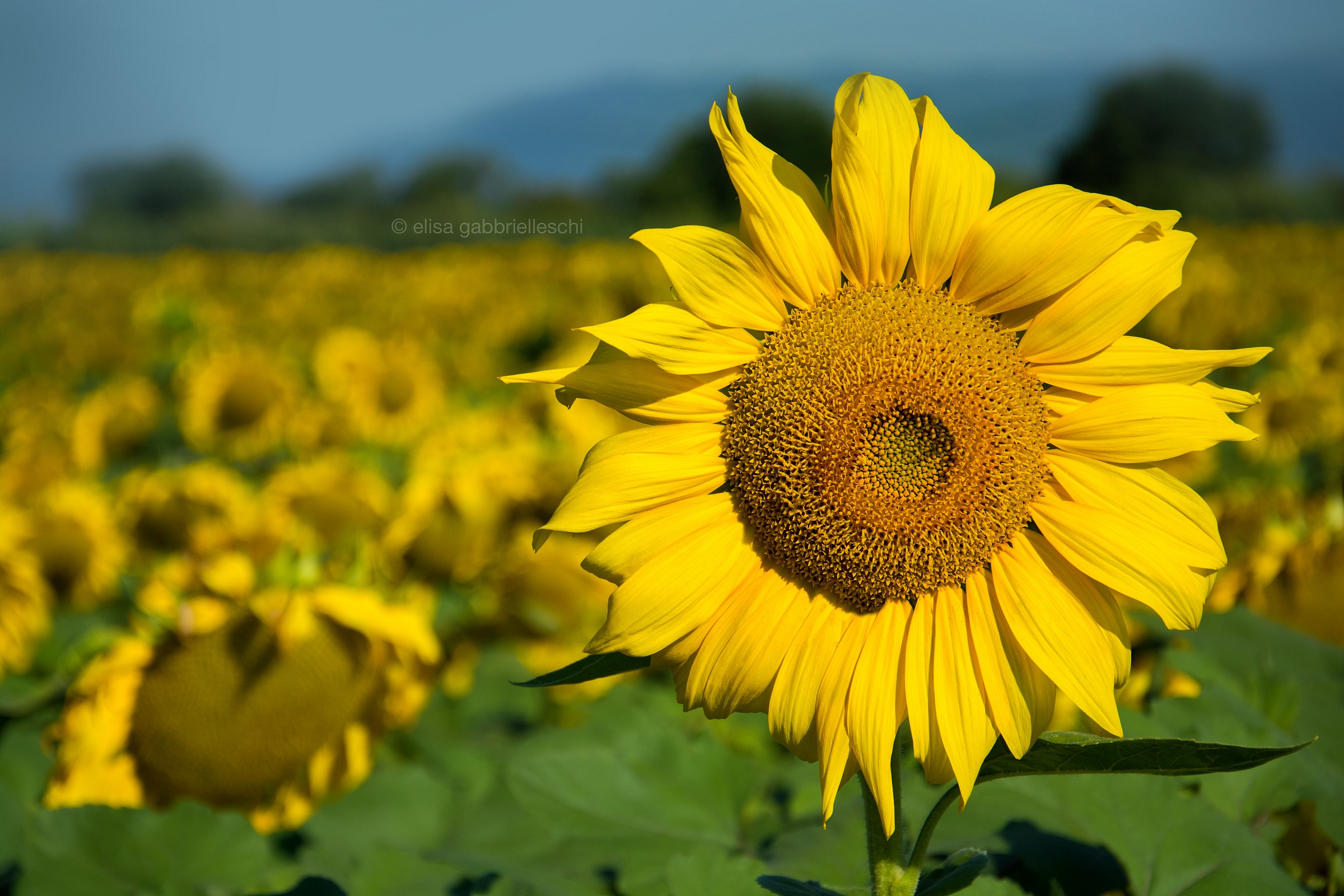 Sunflower - Girasole