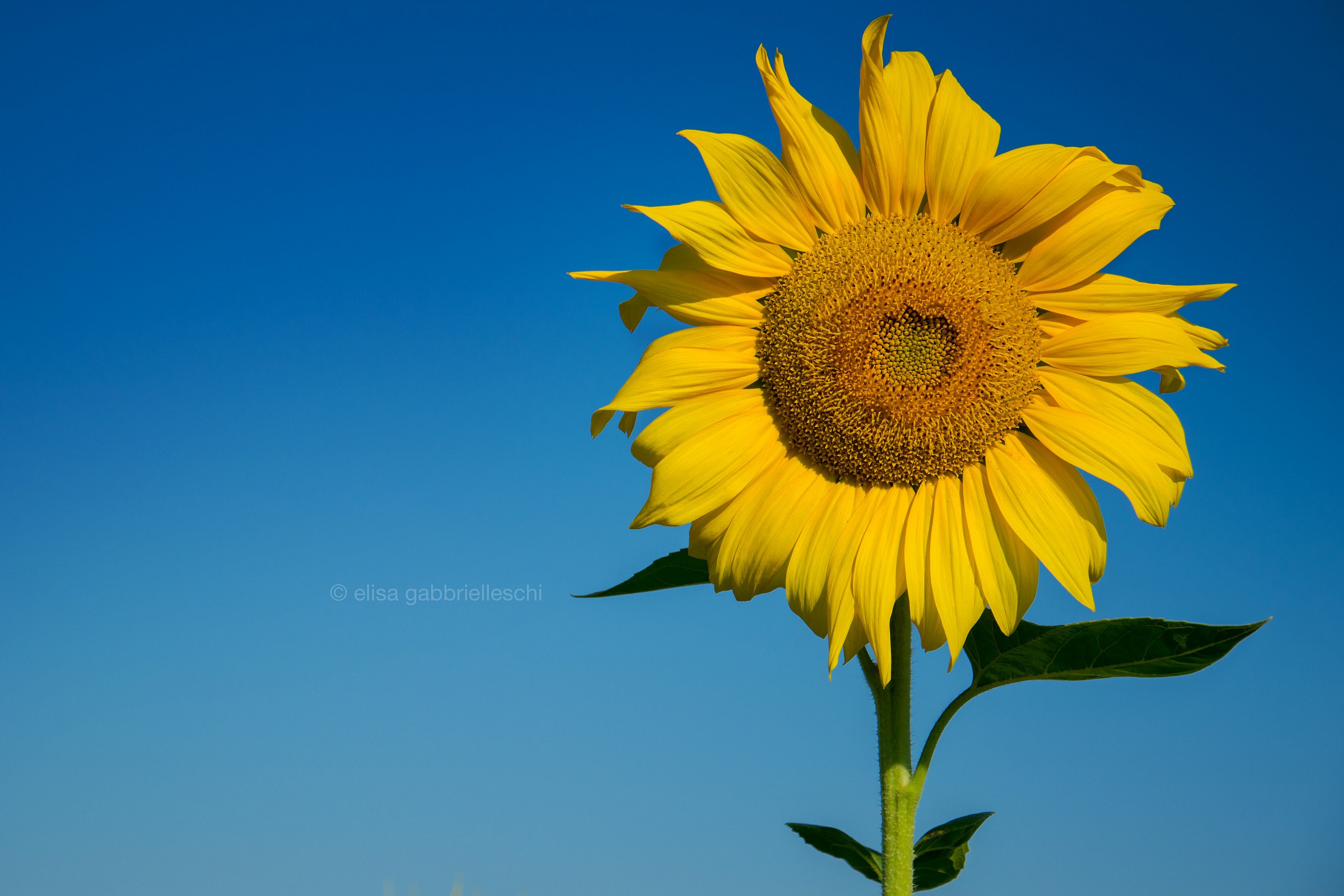 Sunflower - Girasole