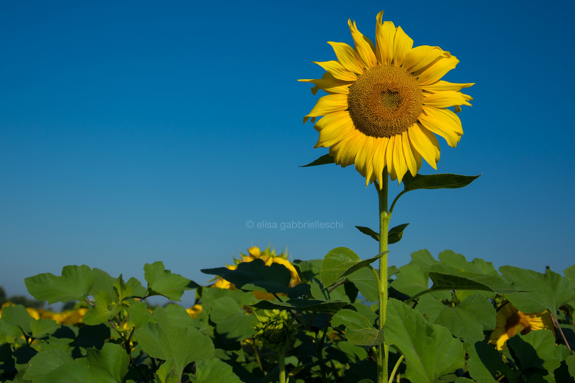 Sunflower - Girasole