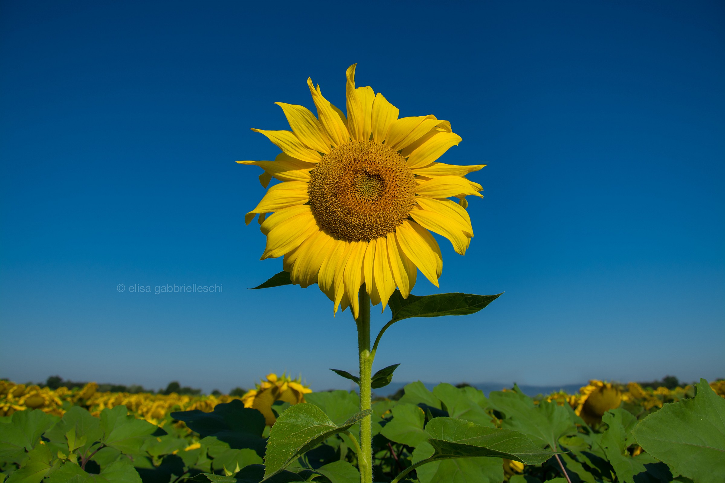 Sunflower - Girasole