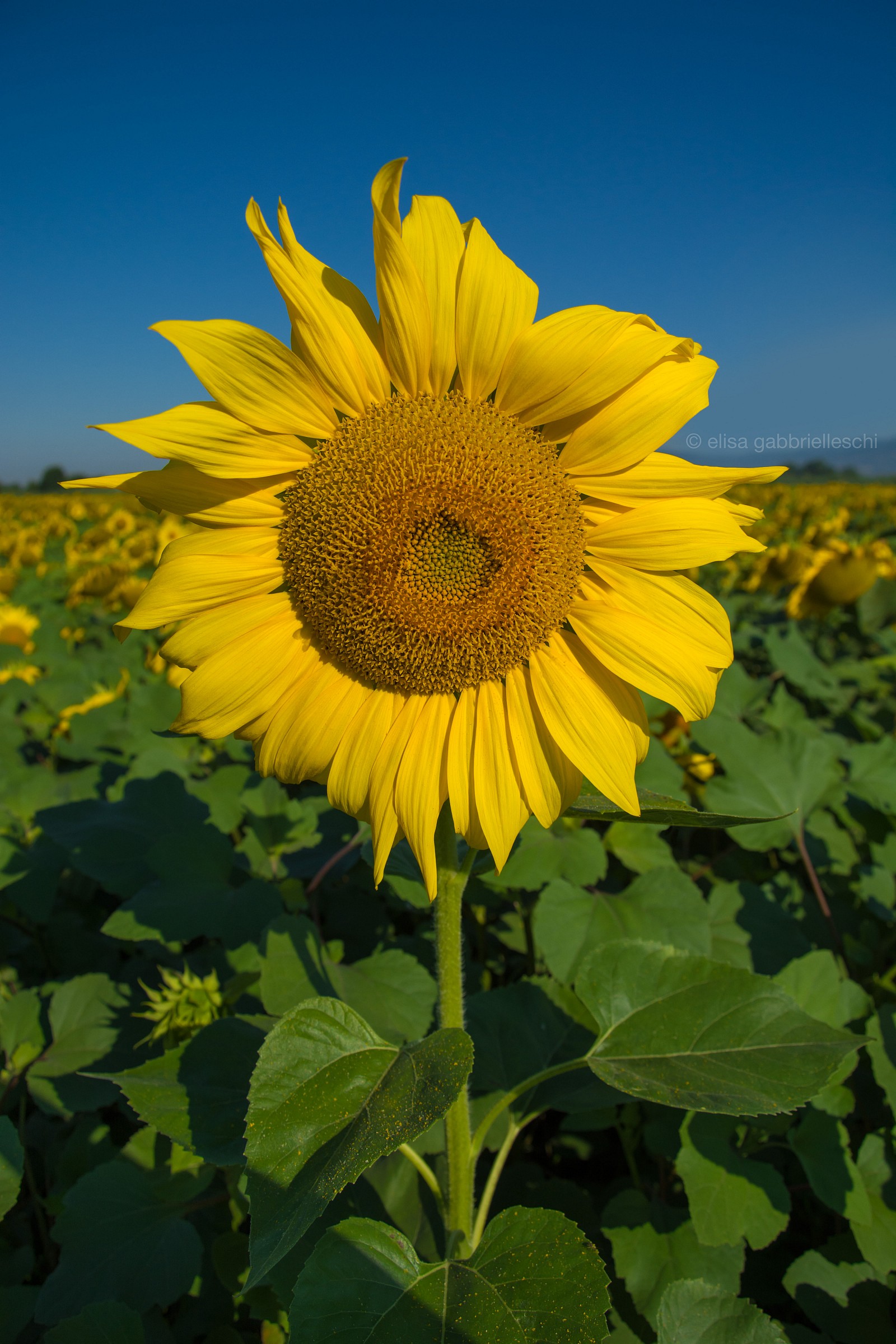 Sunflower - Girasole