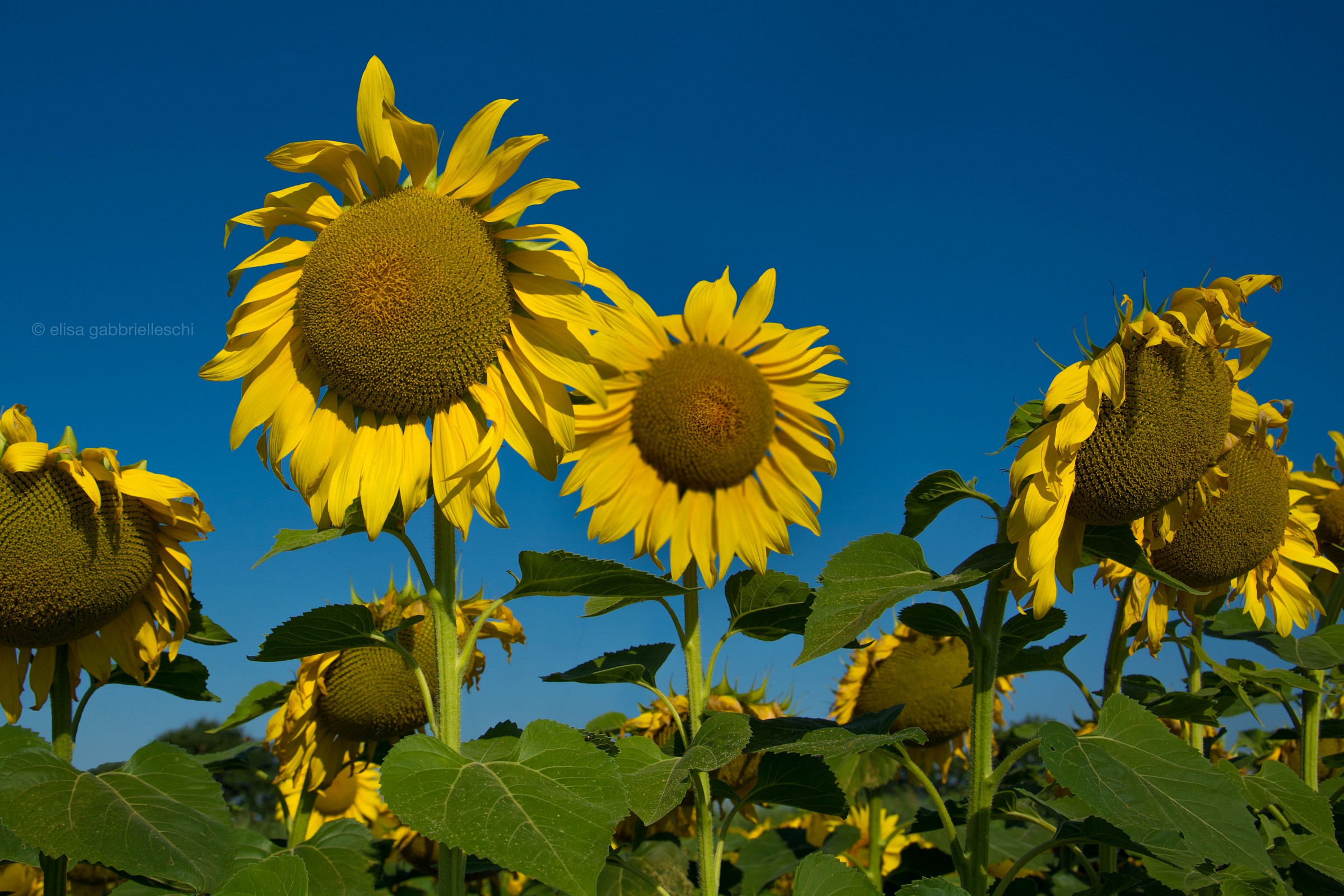 Sunflower - Girasole