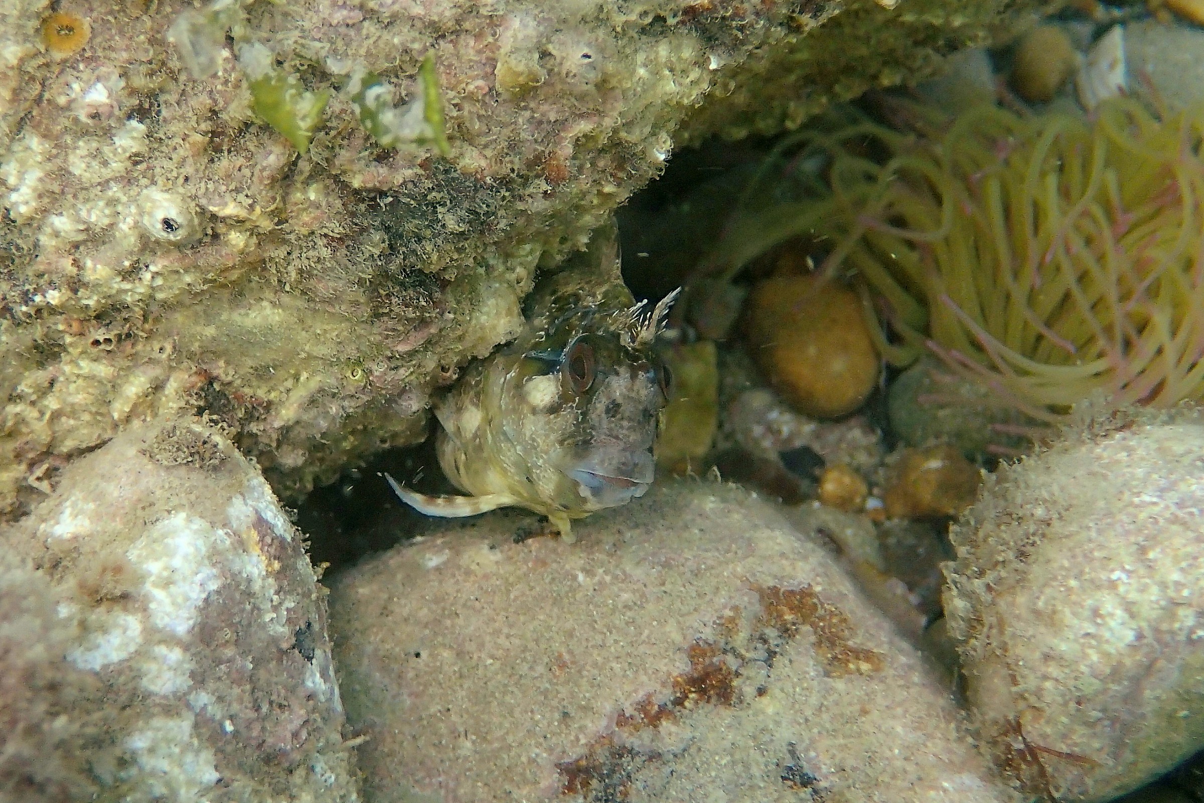 drooling rust (Parablennius gattorugine)
