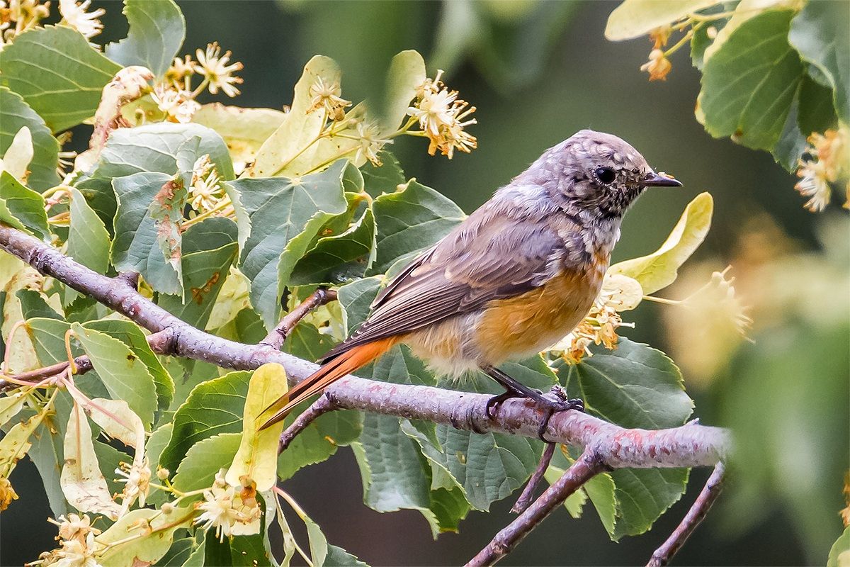 Redstart in outline (Phoenicurus phoenicurus)