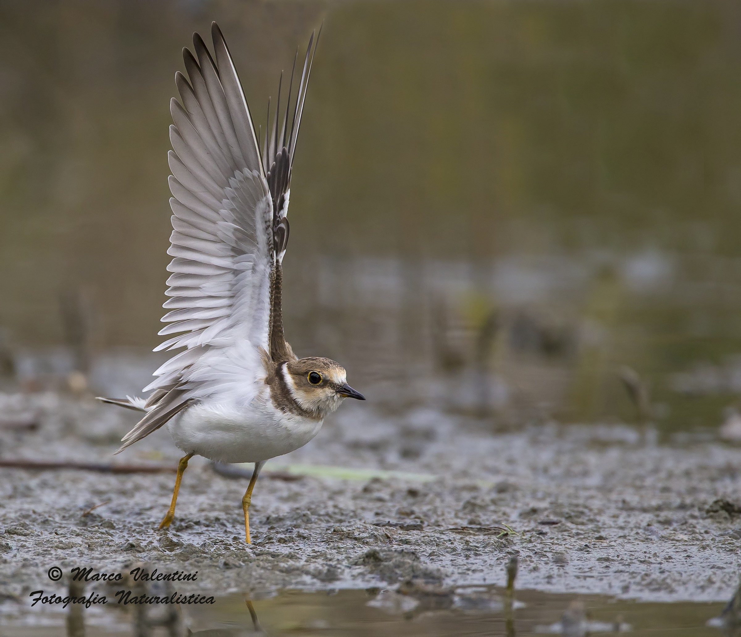 Pronti alla partenza