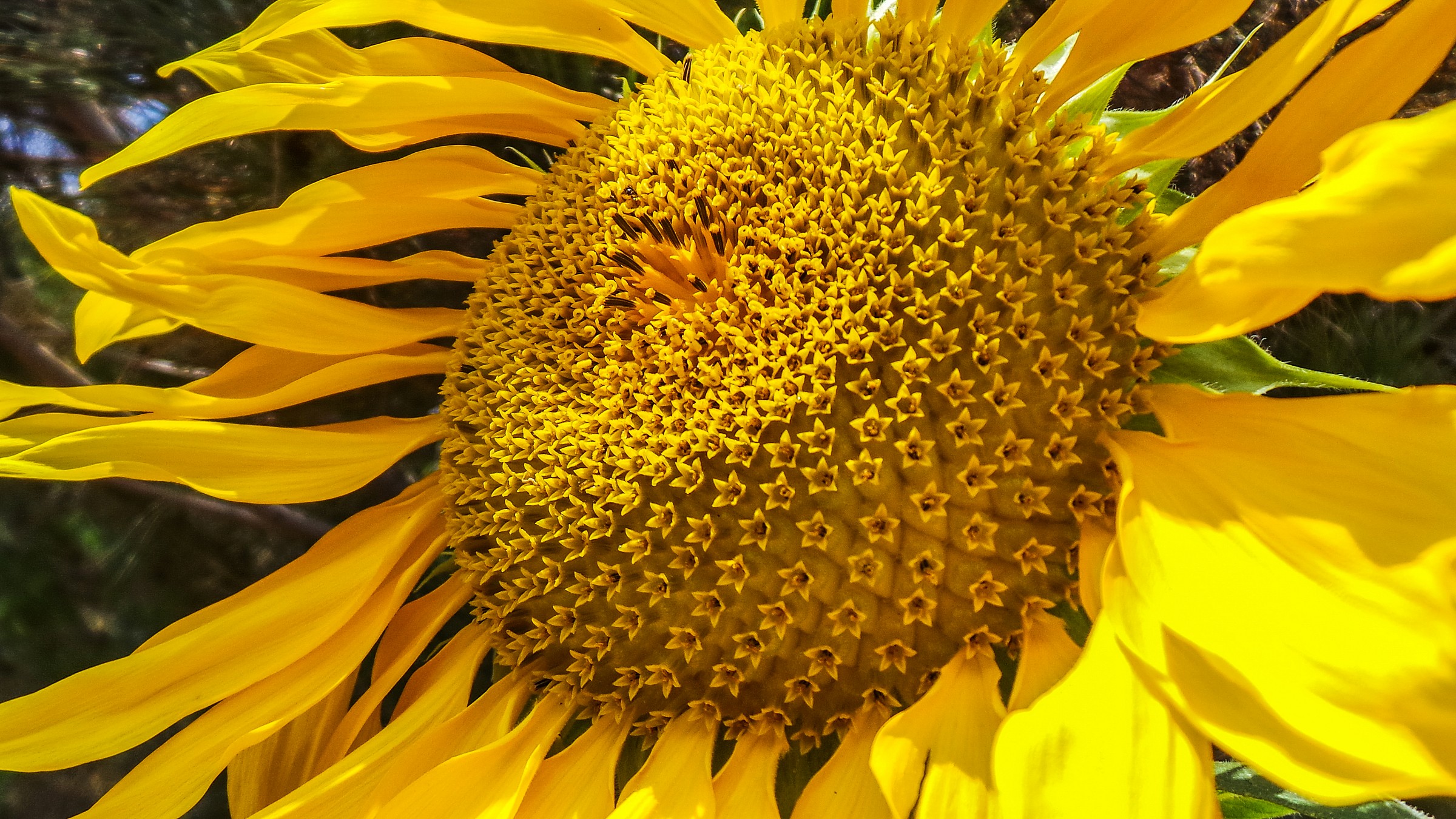 Girasole nel nostro giardino