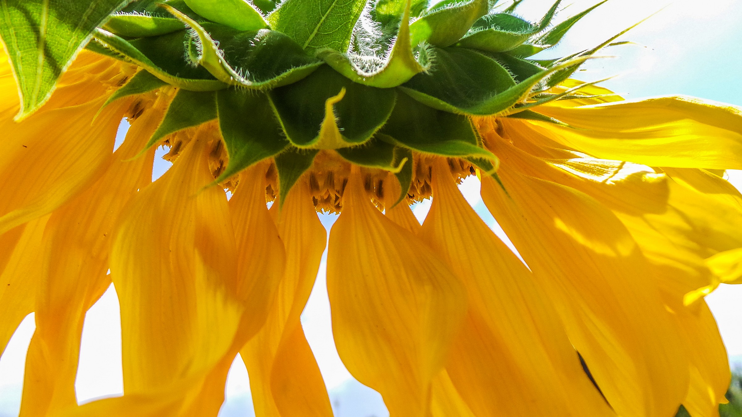 Girasole nel nostro giardino