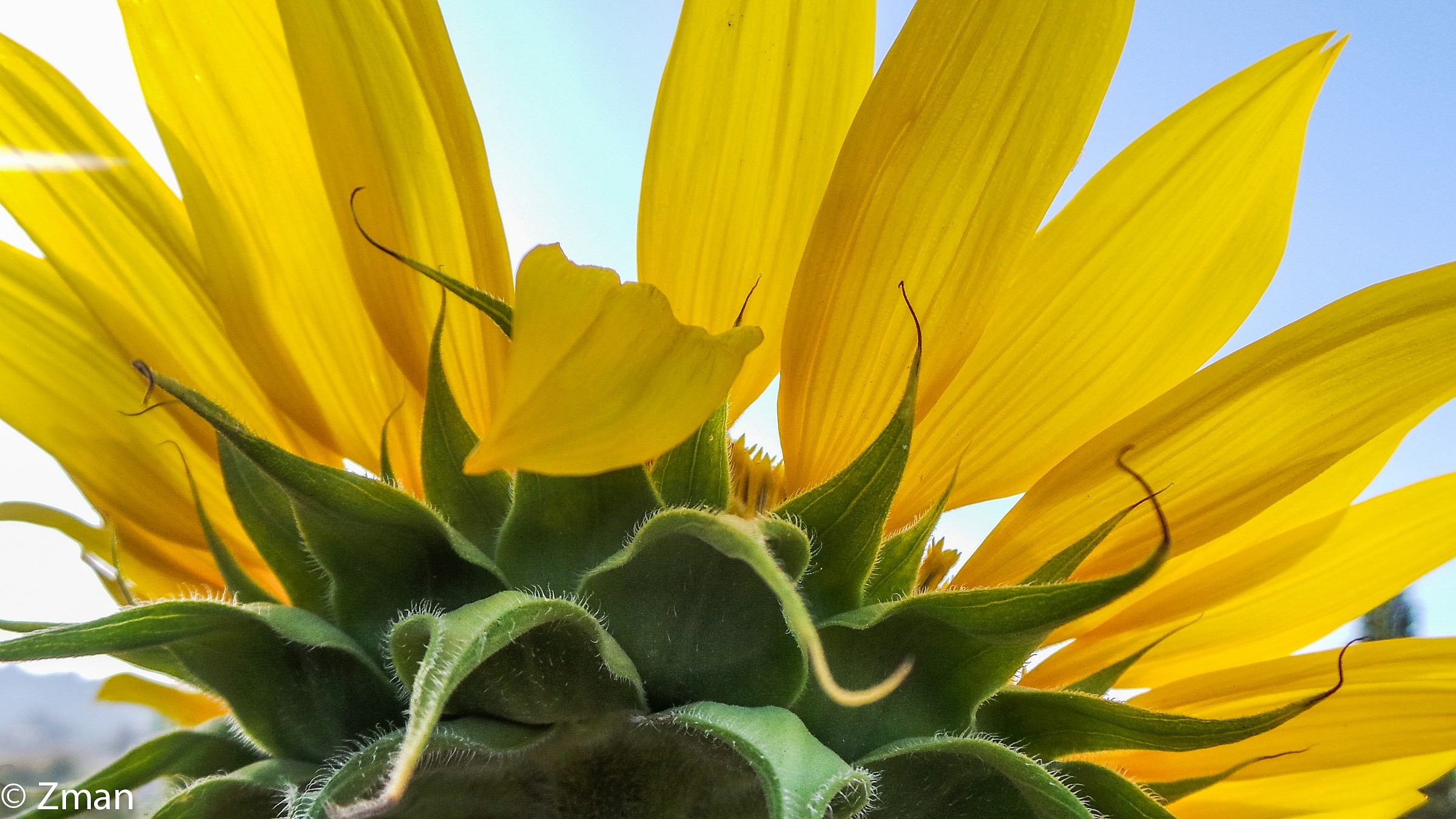Girasole nel nostro giardino