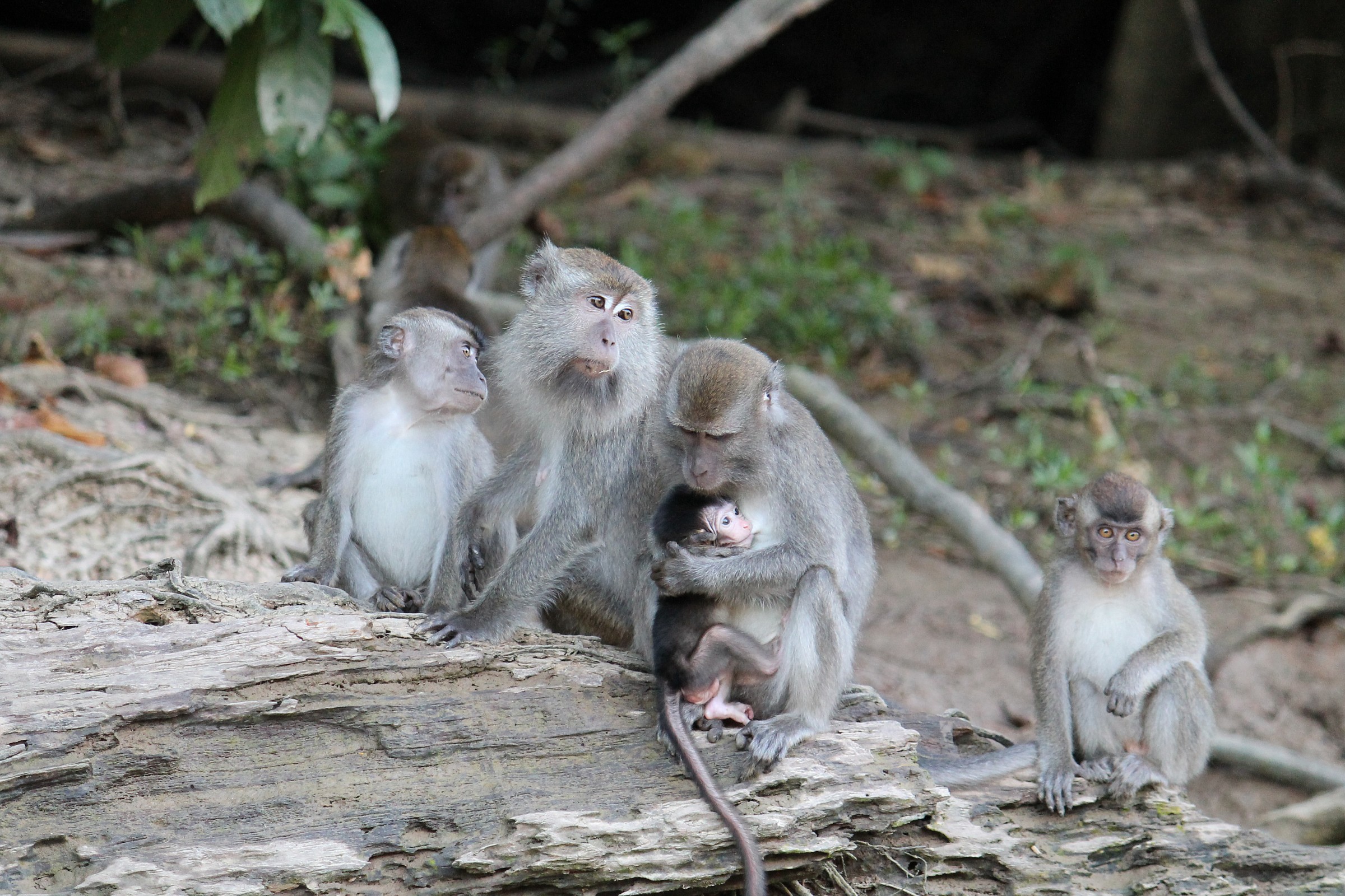 tenderness of mother