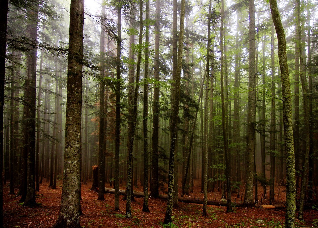 Faggeta nella nebbia