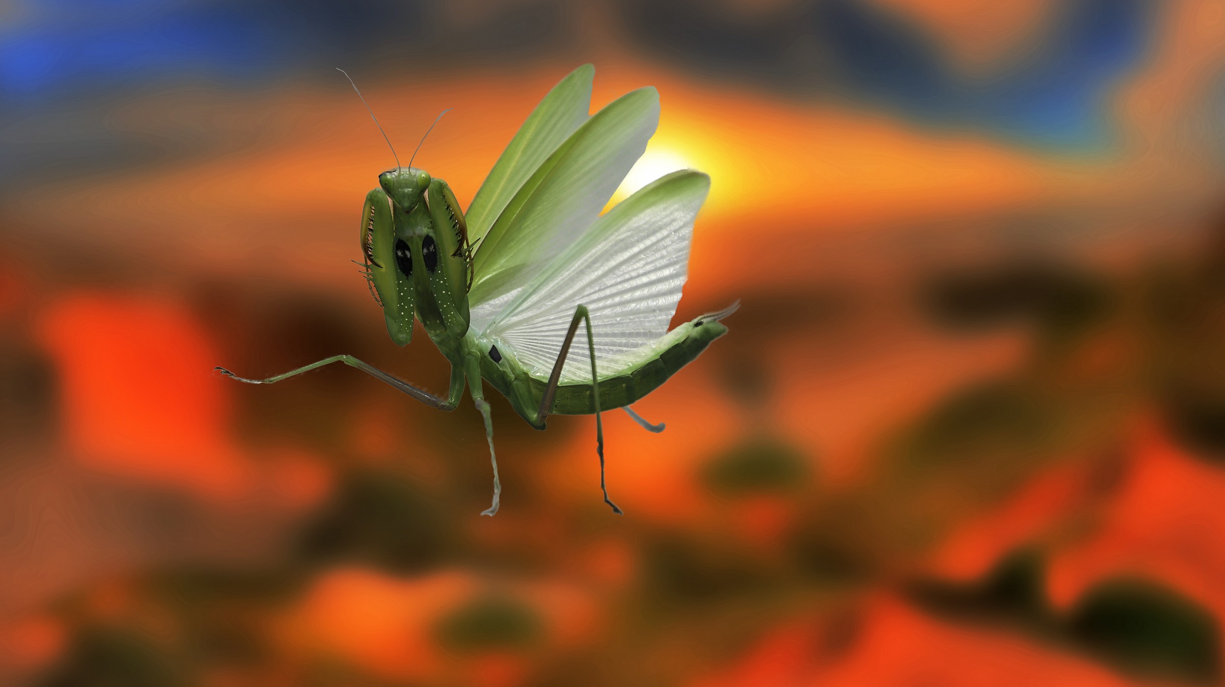 Cavalletta  (Tettigonia viridissima)