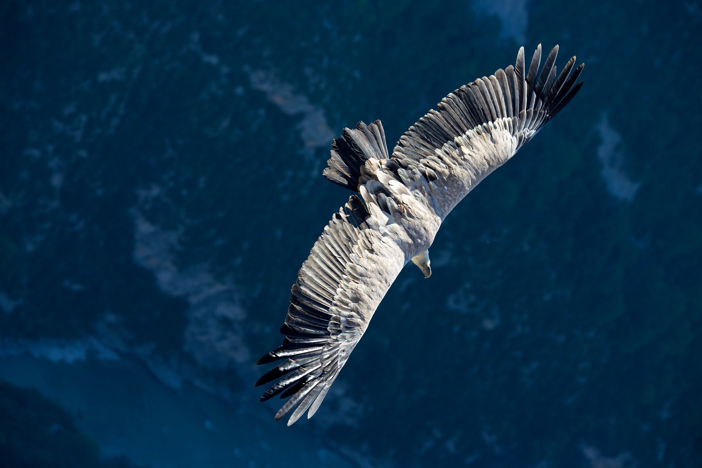 Vautour fauve - Grifone