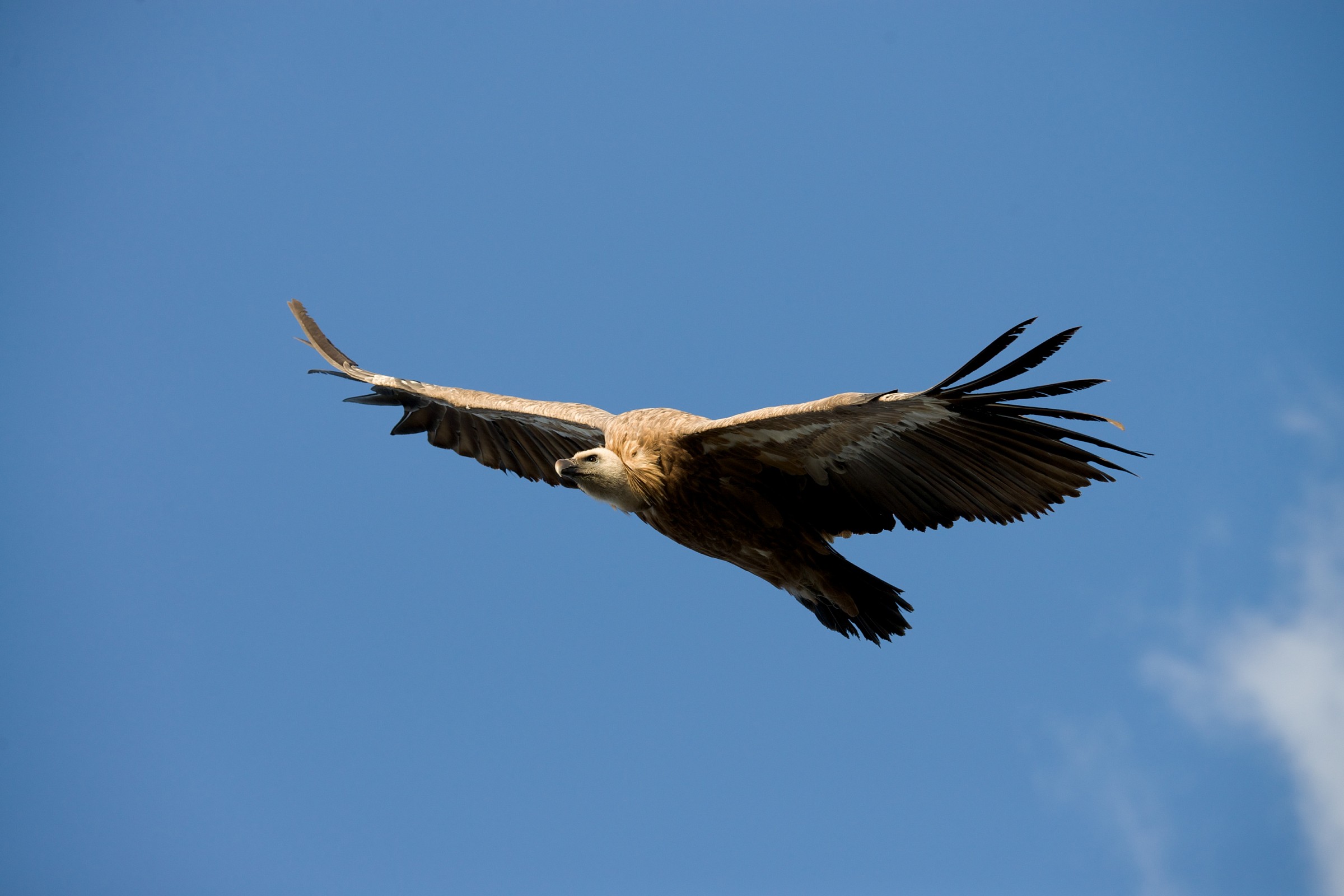 Vautour fauve - Grifone