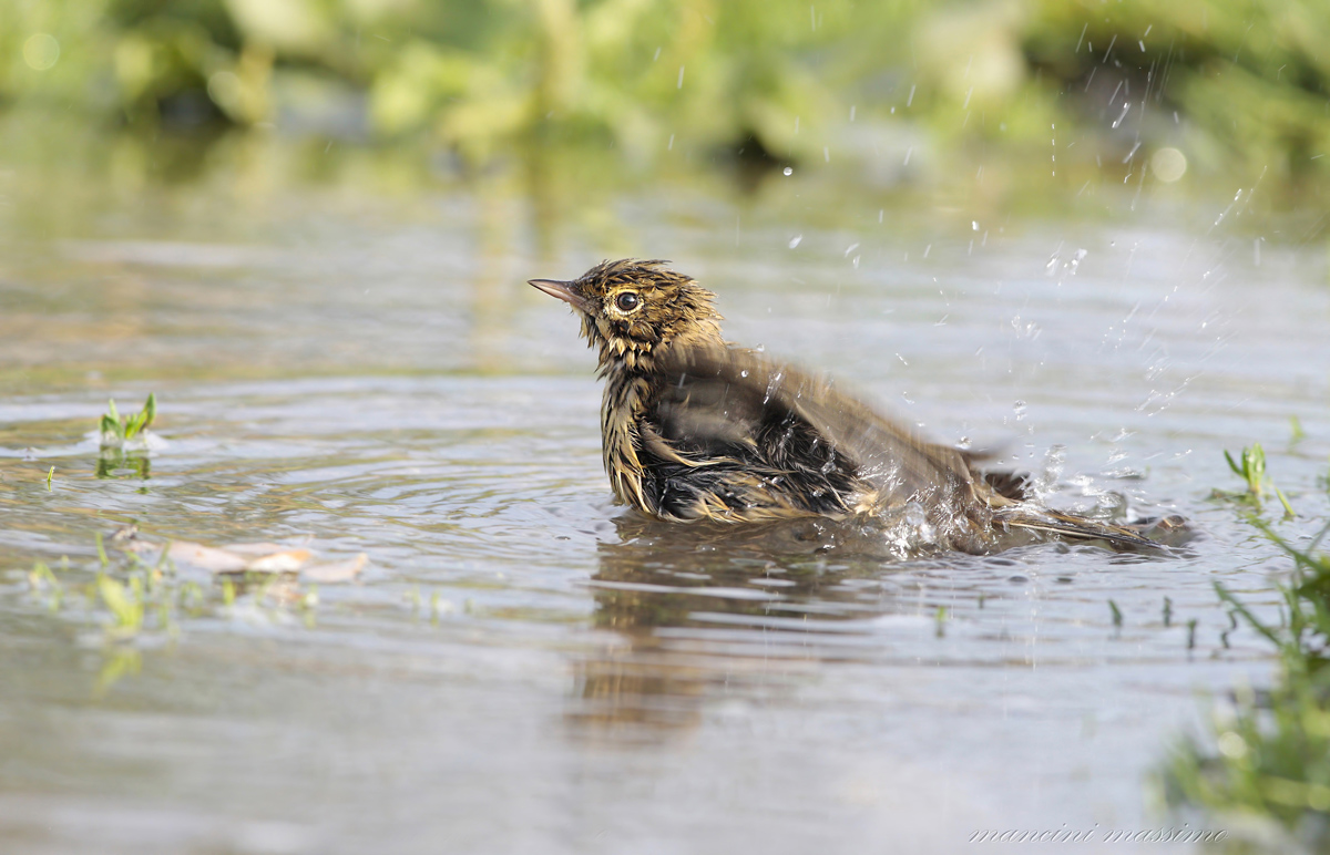 Prispolone (Anthus trivialis)