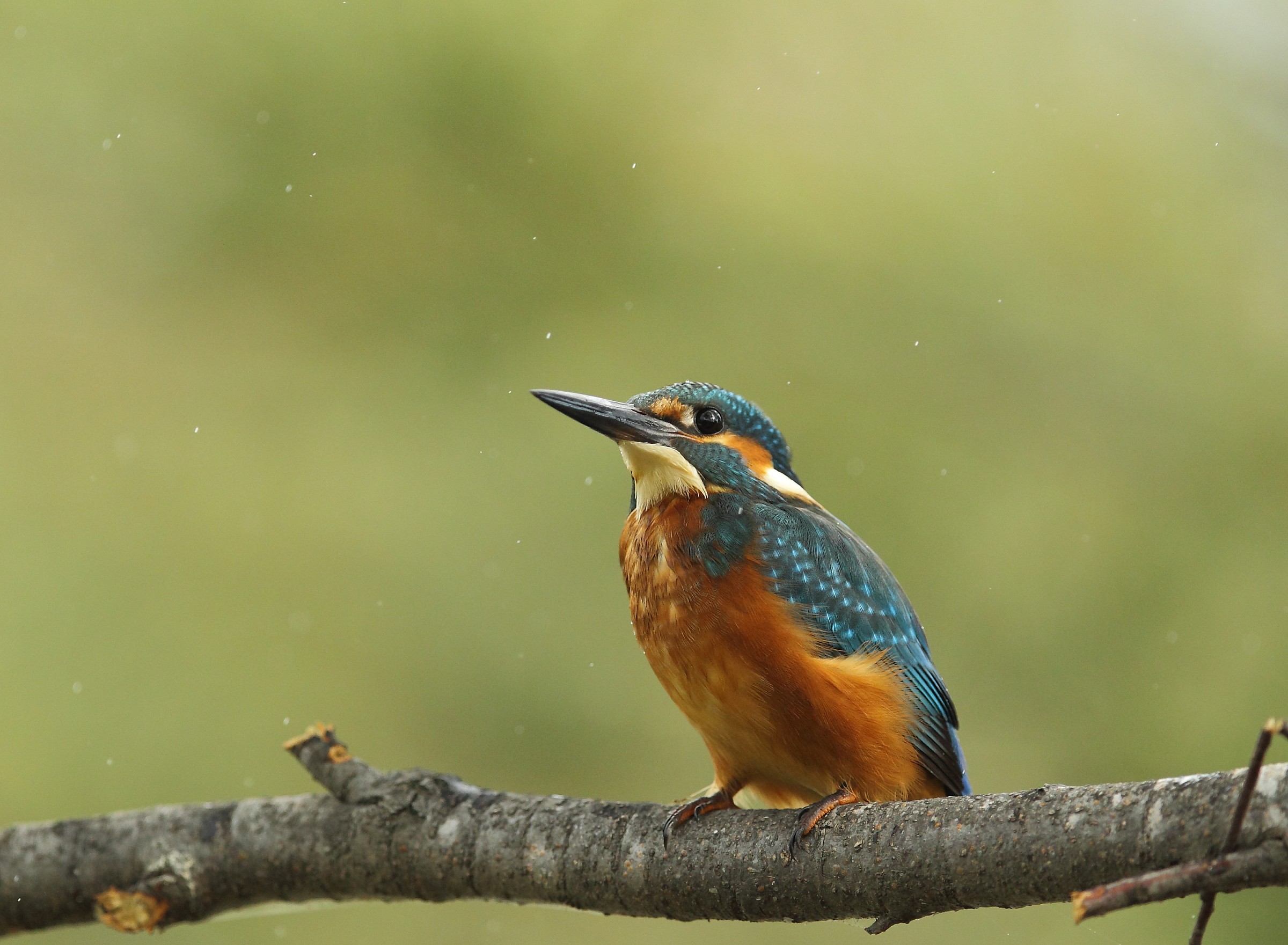 Martino (in the rain)