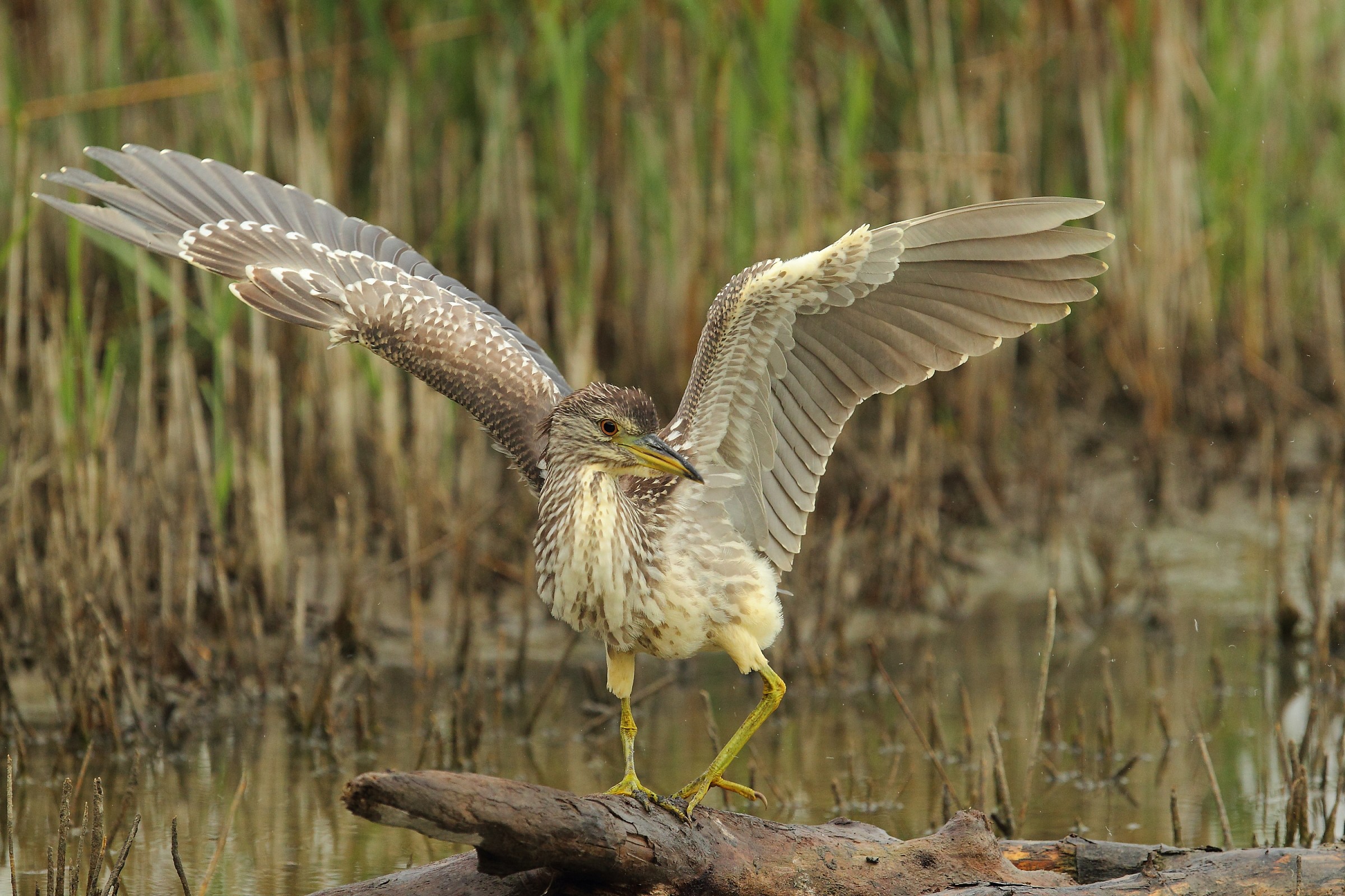 Night Heron
