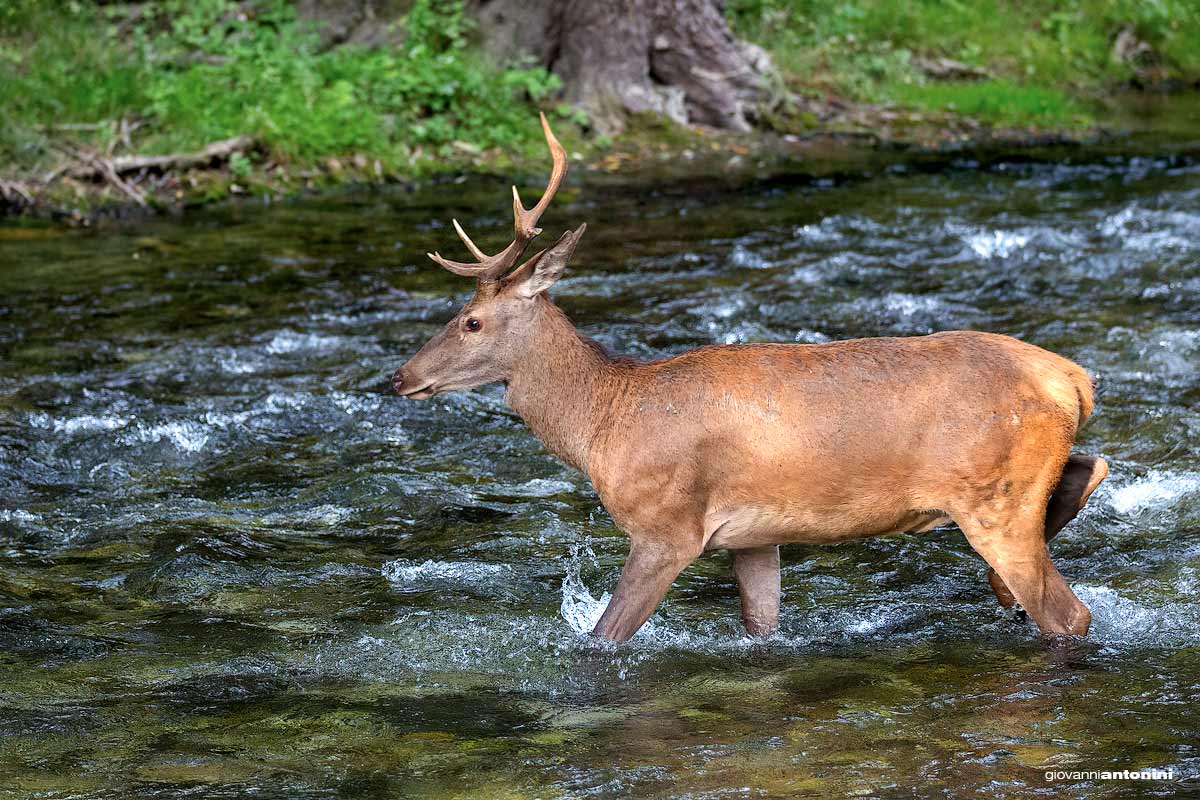 Al fresco in the river