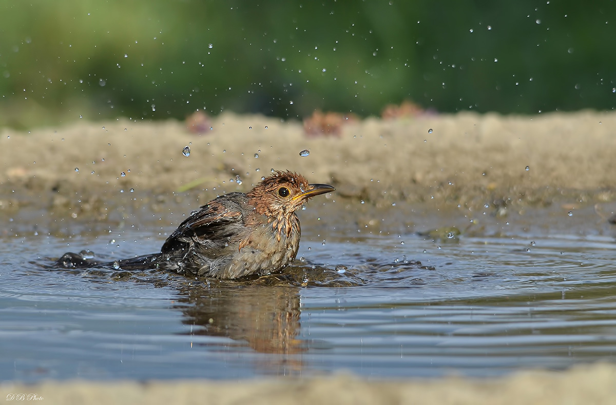 The bath of the "young man" - Turdus merula