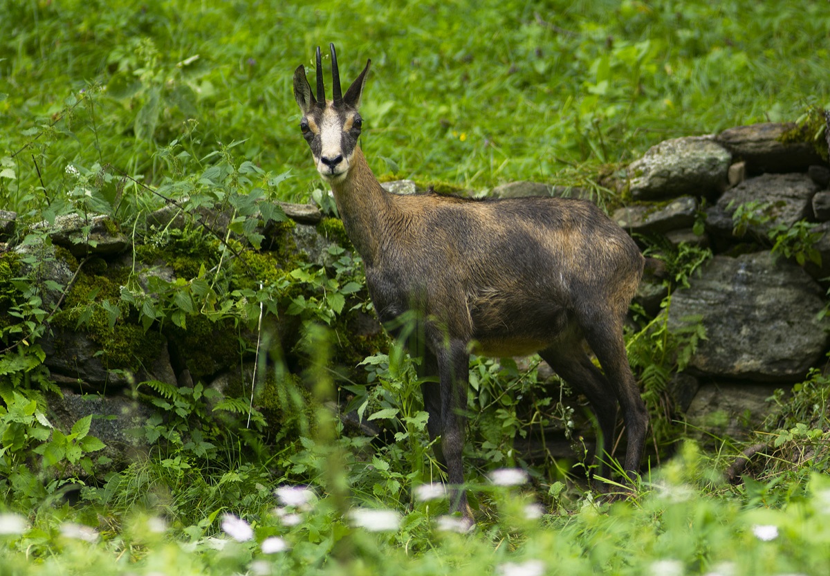 Chamois