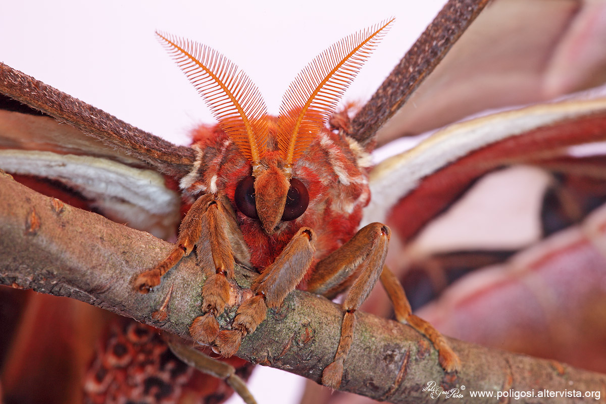 Attacus atlas