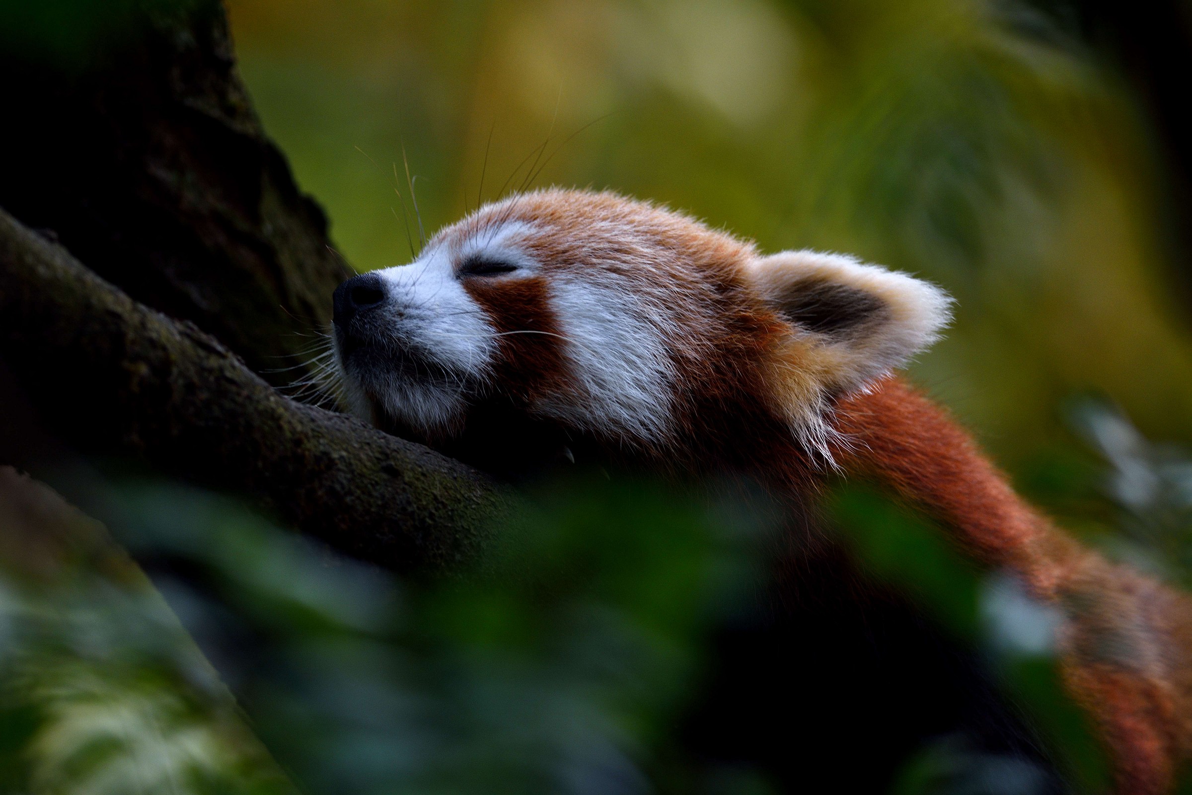 Red Panda