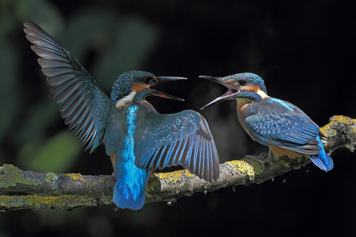Family Kingfisher