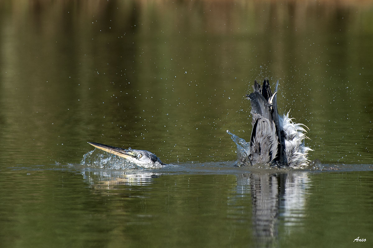 heron bathroom with shower