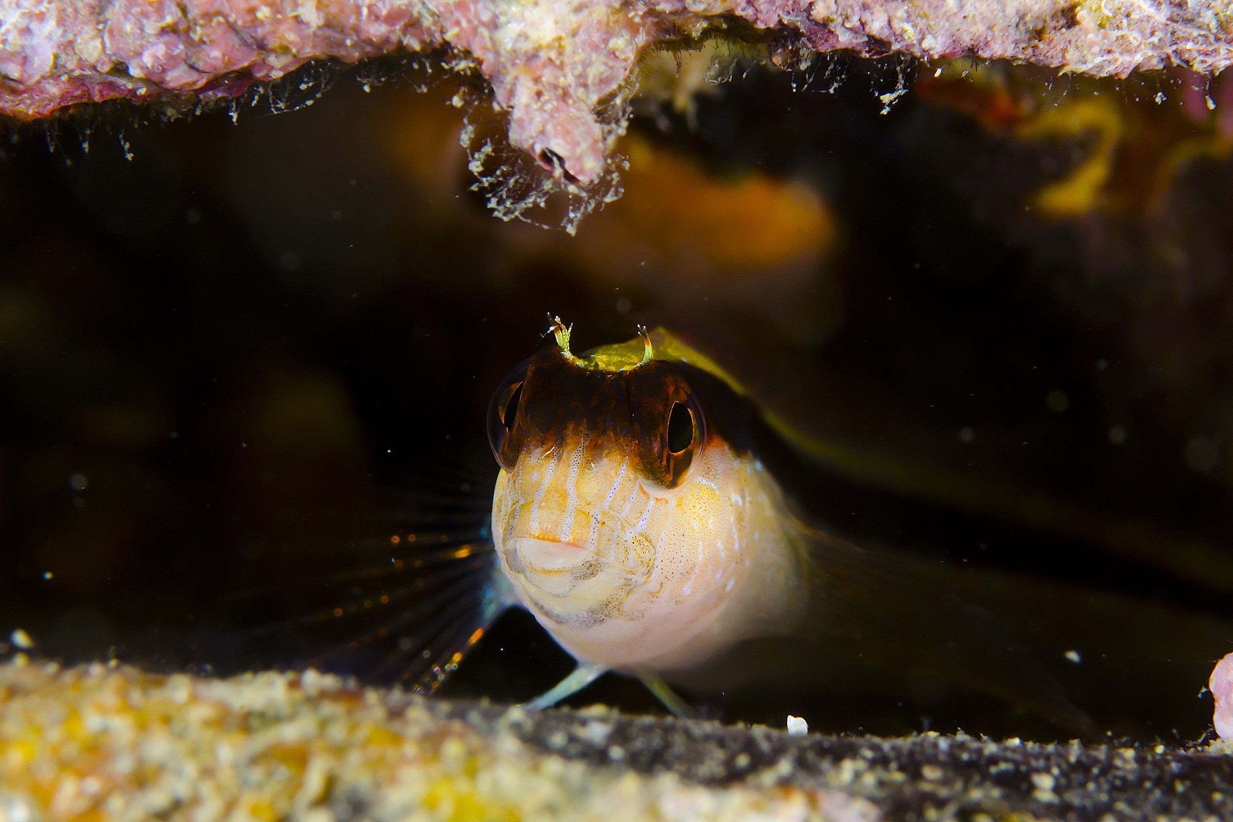 drooling white (Parablennius rouxi)