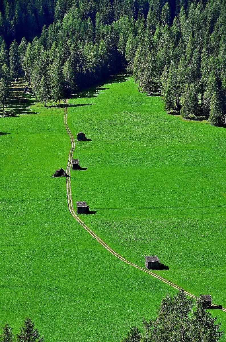 The road in the green