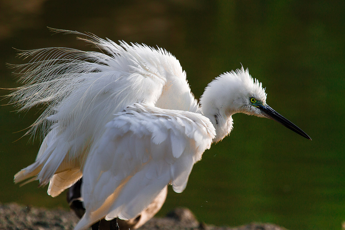 Egret